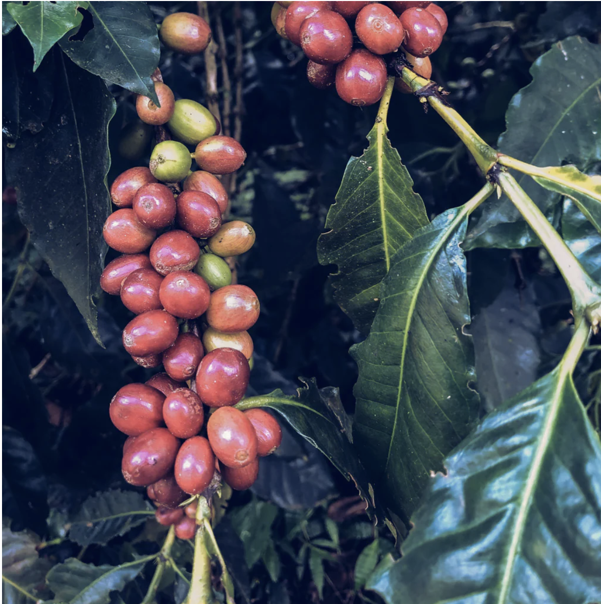 1 lb Colombia "Sugarcane" Decaf