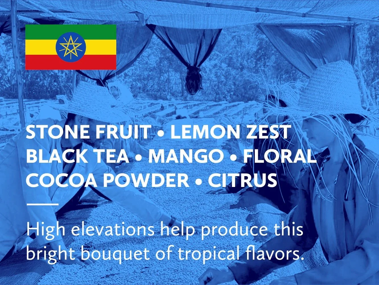 1 lb Ethiopia Yirgacheffe