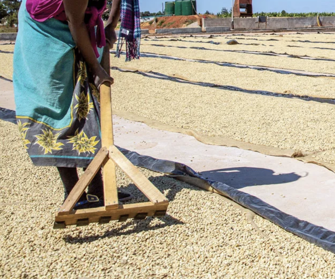 1lb Zambia RFA Nsunzu Estate