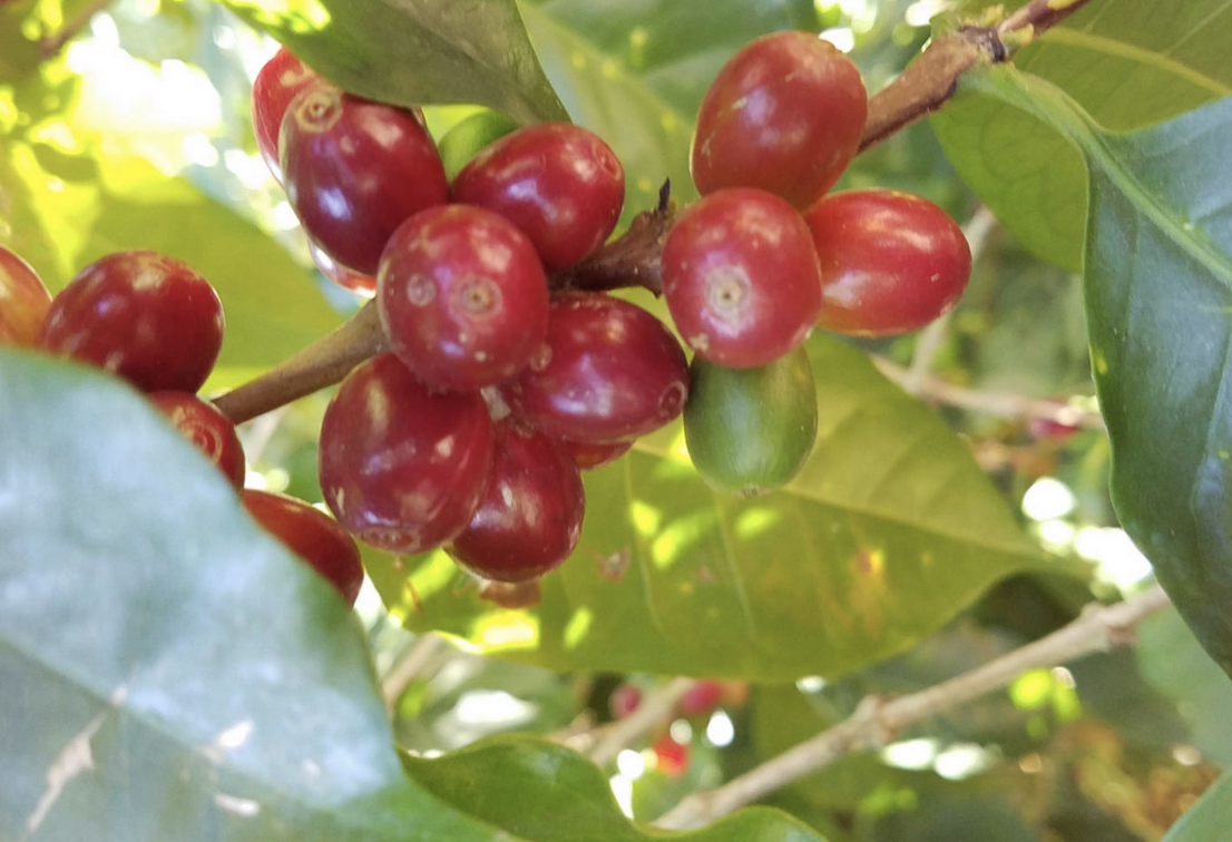 1lb Decaf Mexican Esmerelda