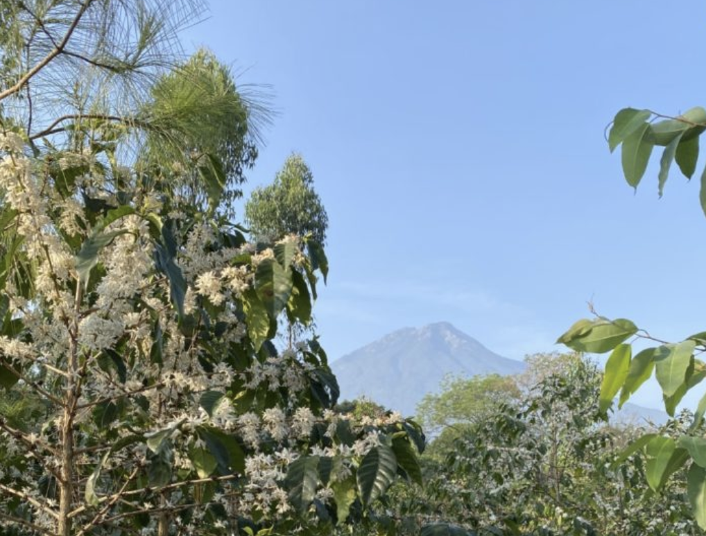 Guatemala Antigua "Los Volcanes"