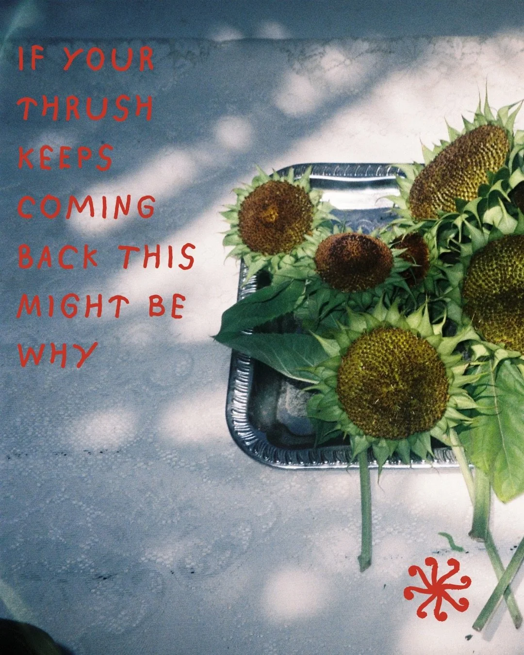 Thrush has to be up there with one of the most irritating conditions. And it&rsquo;s a dead set nightmare if it keeps coming back. I see this a lot as a clinical nutritionist. If your thrush keeps coming back there is usually a reason. 

#womenshealt