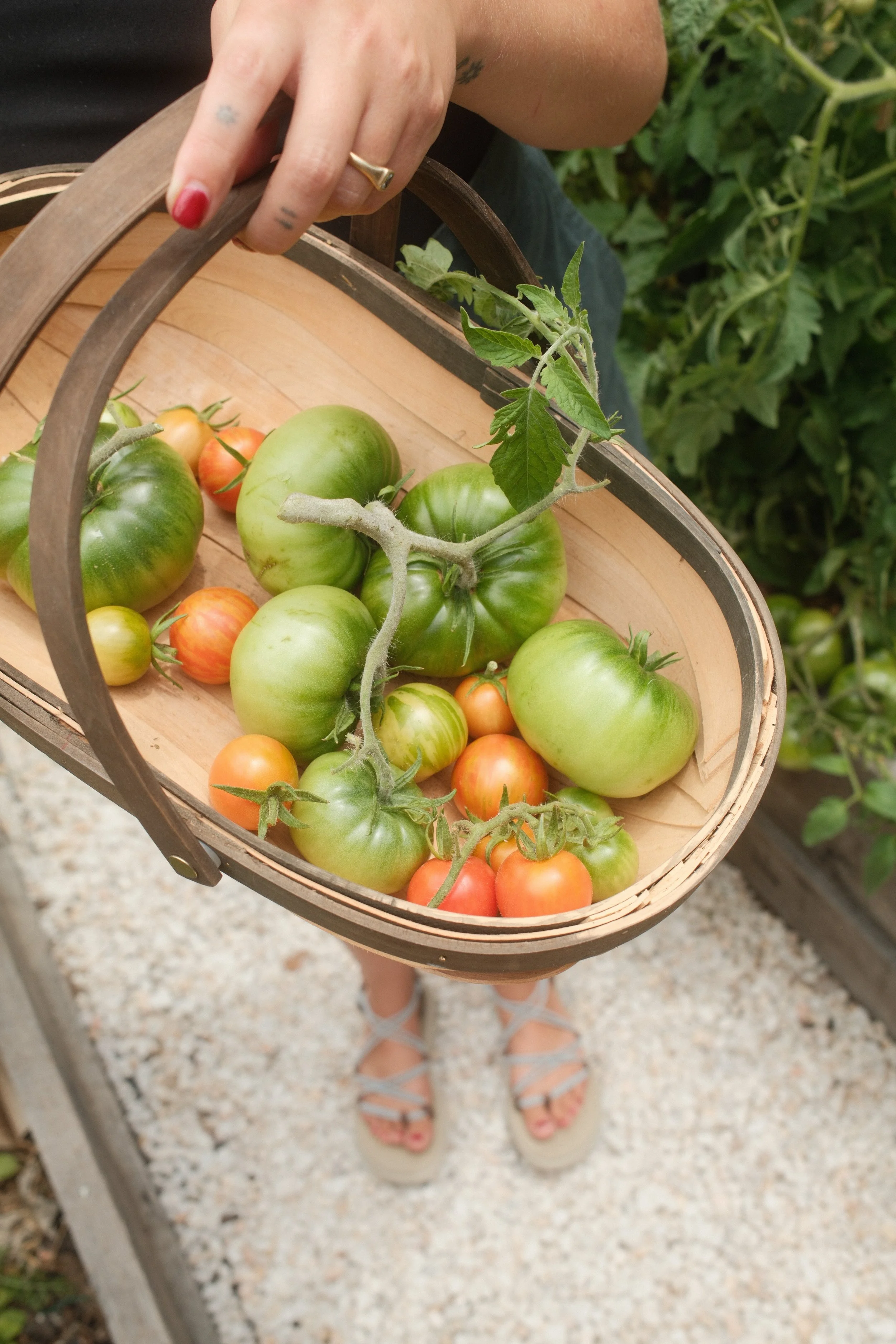 homegrown vegetables 