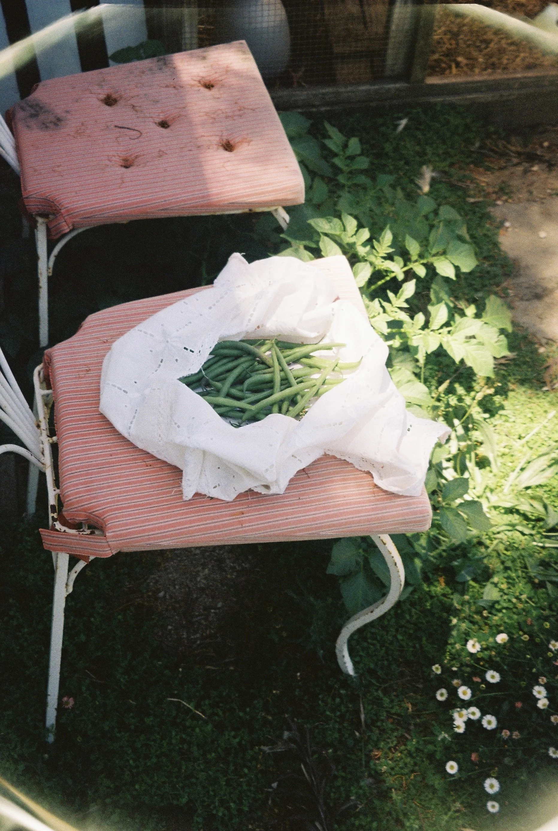 homegrown vegetables 