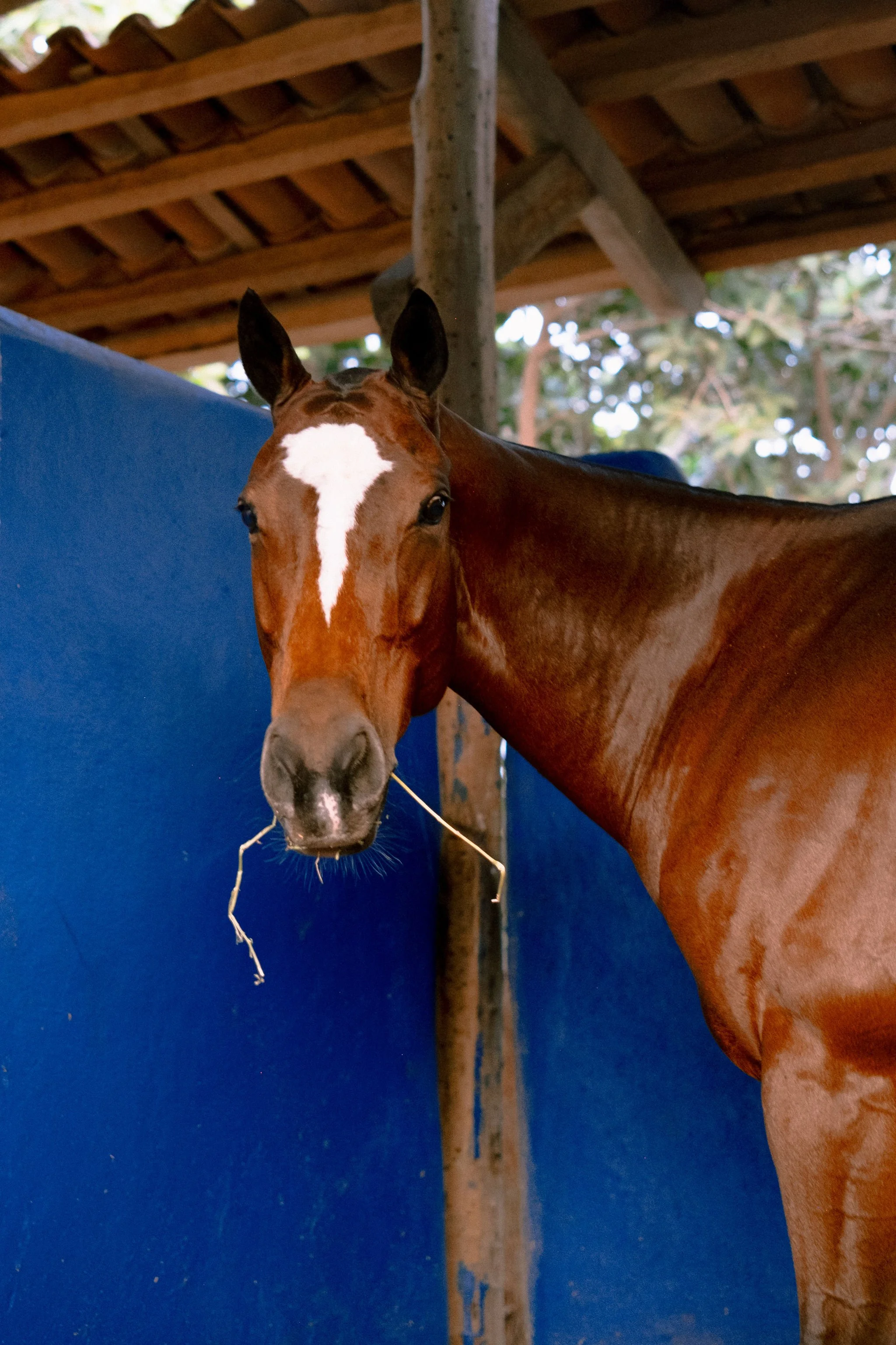 Un caballo marrón del POLO CAREYES frente al restaurante malabar careyes con una franja blanca en la cara, en un establo con paredes azules y techo de tejas de madera.