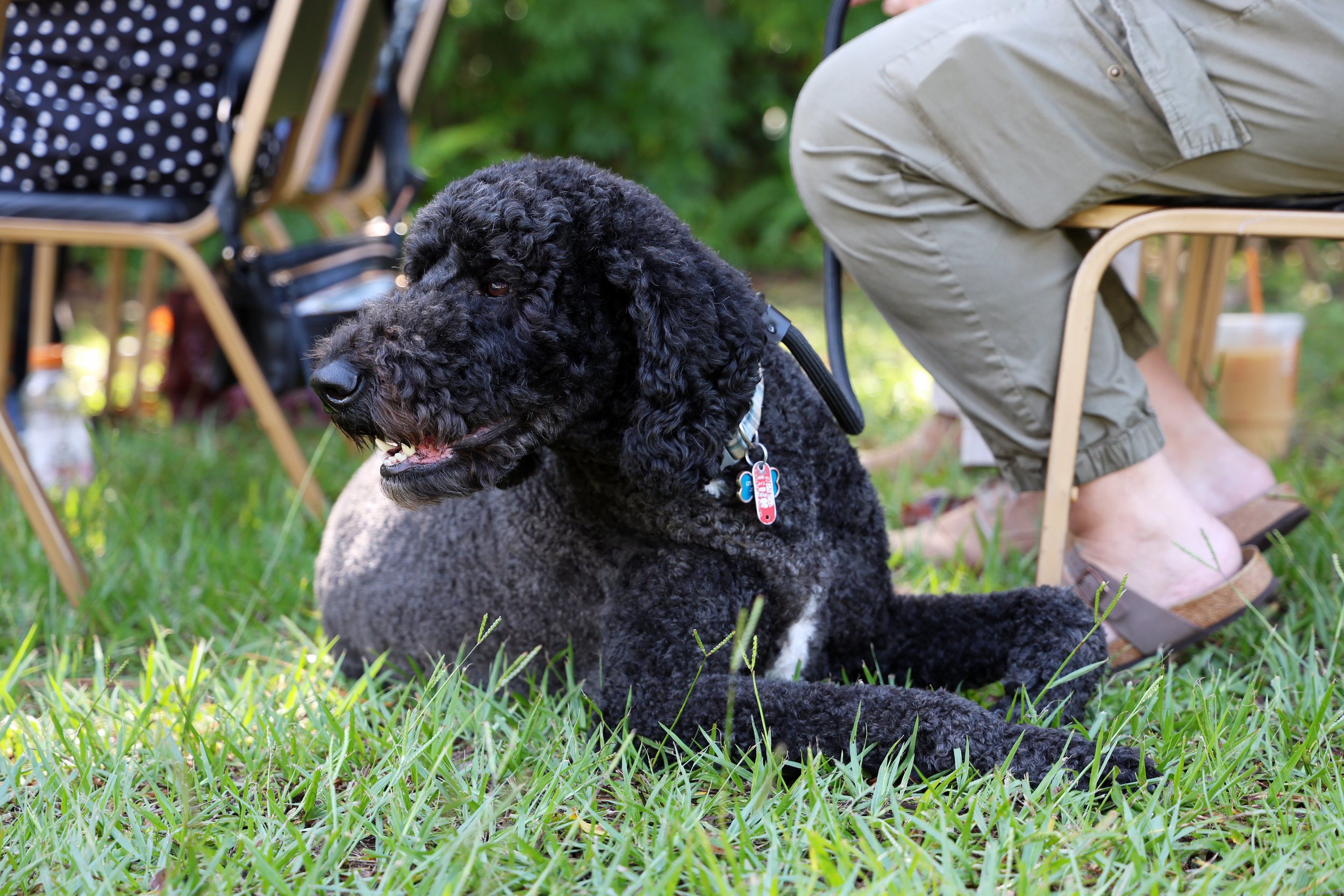 On Sunday morning, community members gathered in the shade outside First Archer United Methodist Church to bless their pets.

For over 15 years, the church has invited residents to bring their animal companions to a special Sunday service for the ann