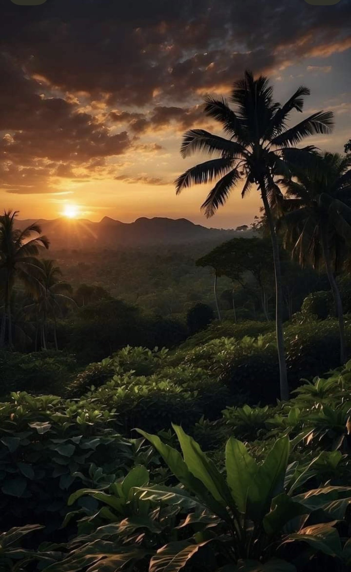Sunset over a tropical jungle with silhouettes of palm trees and mountain ranges, with clouds in the sky.