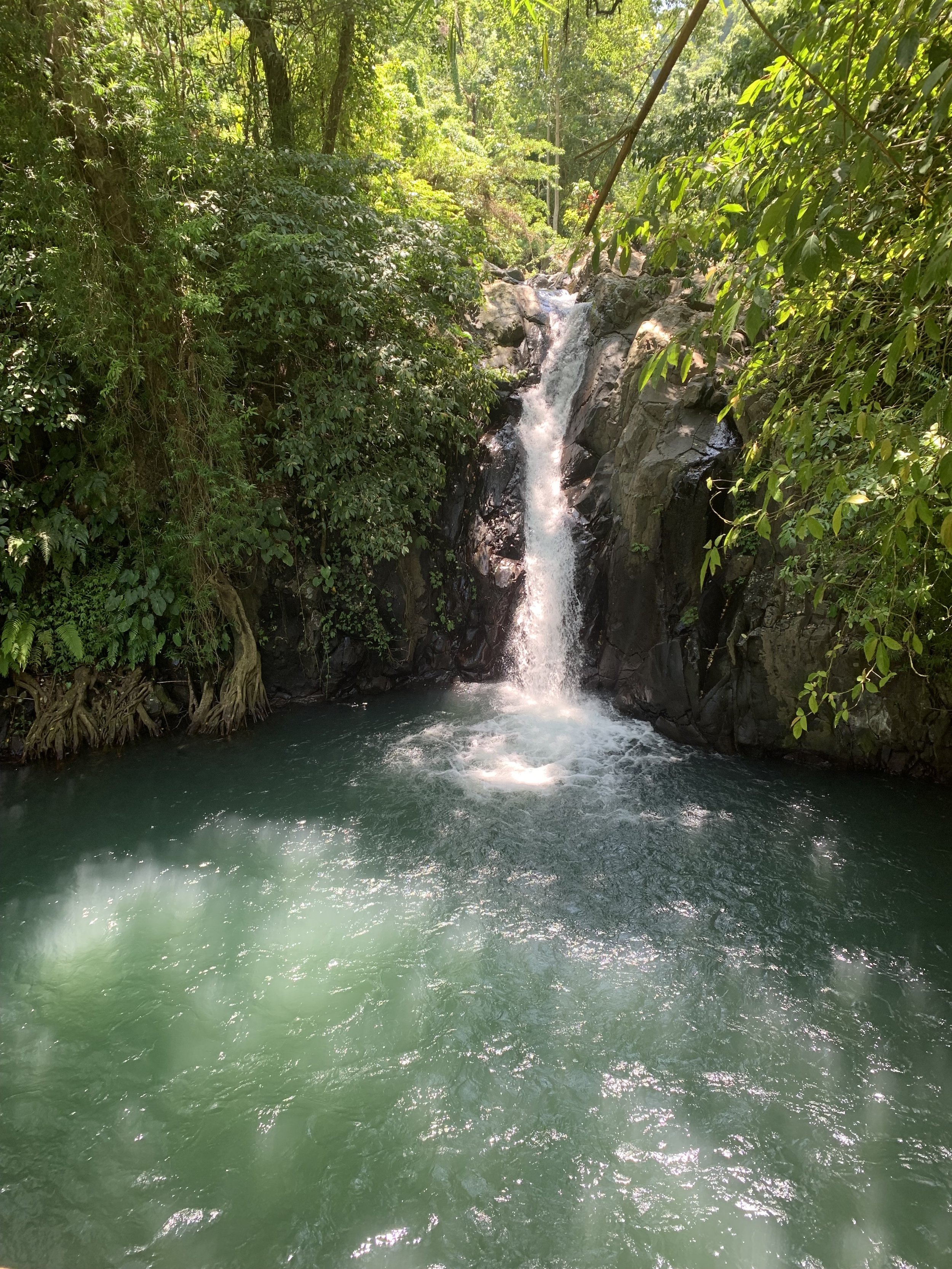 A small waterfall flowing into a pool surrounded by lush green trees and foliage.