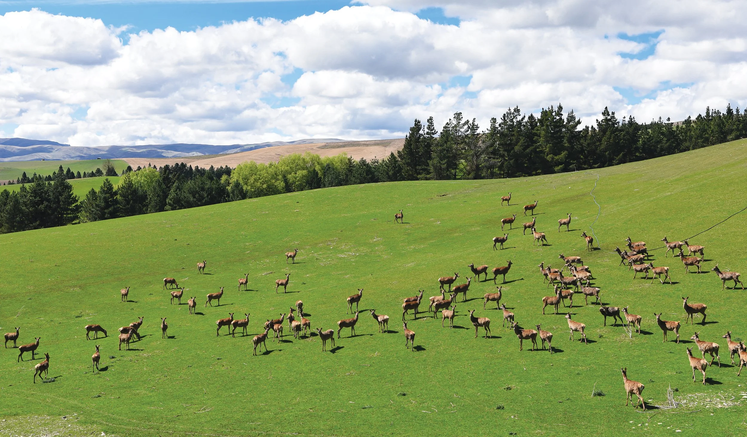 Foveran Deer Park -44 adj.jpg