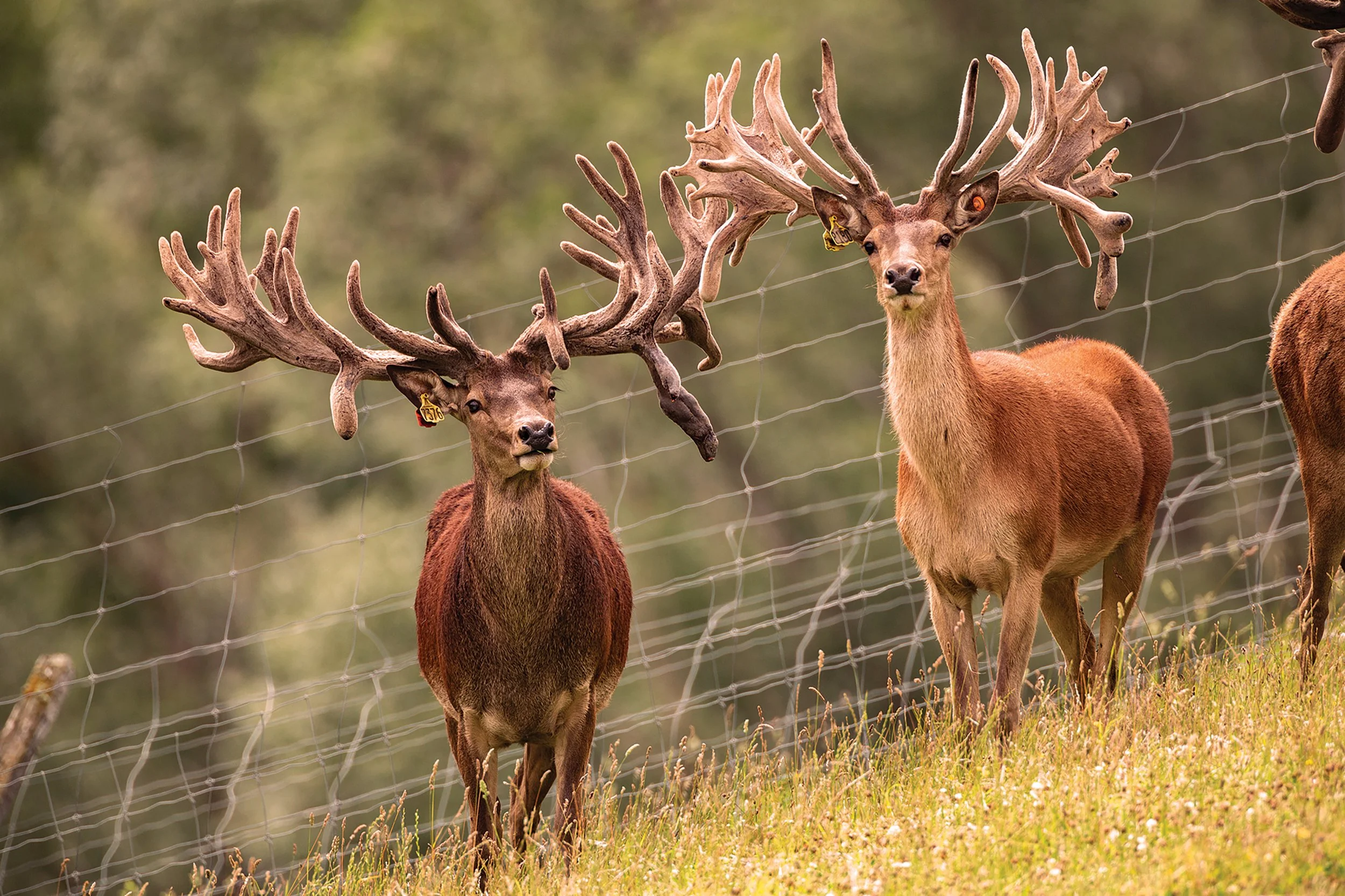 10  Foveran Deer_2_2000-enlarged.jpg