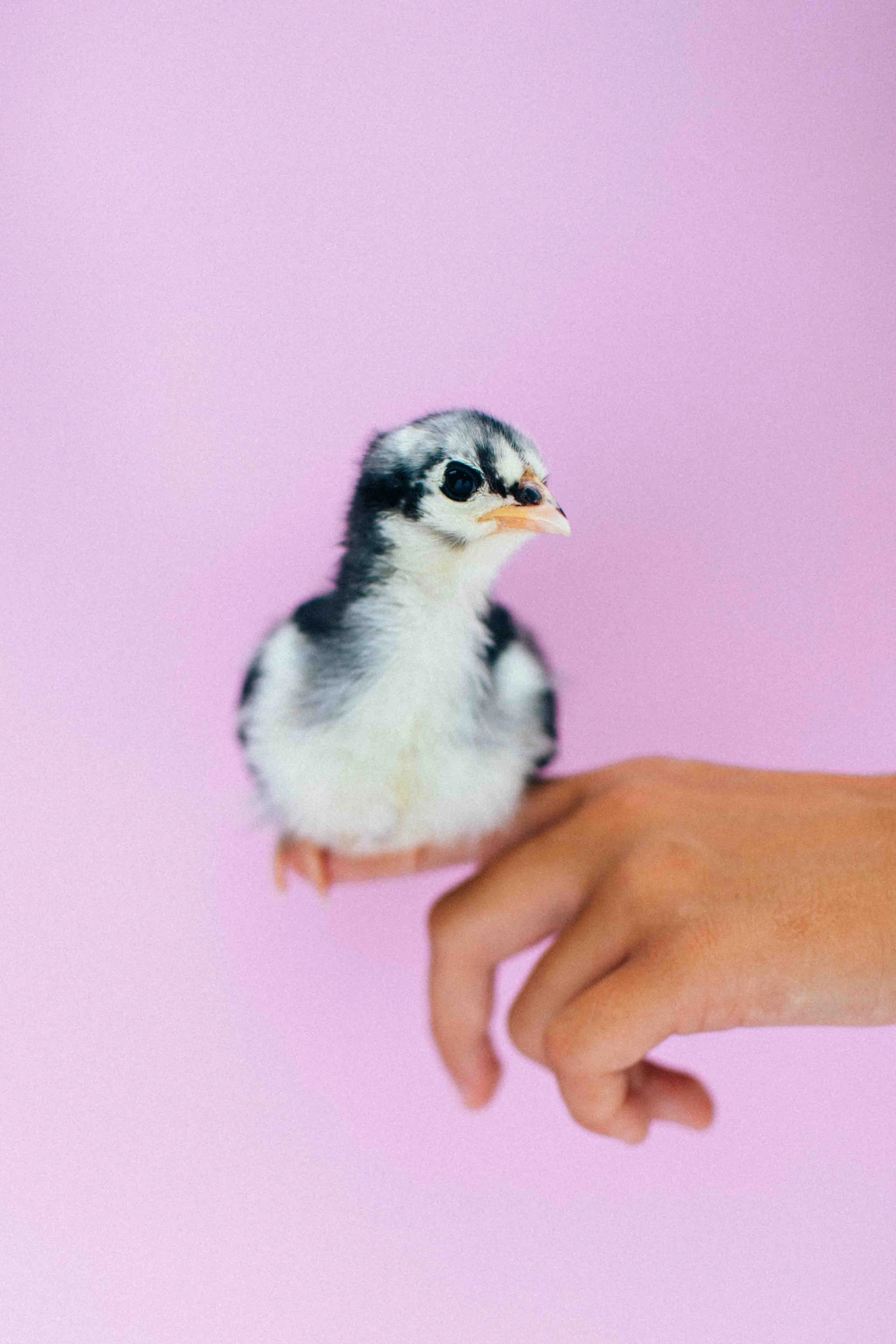 4 Chicks (4 options)