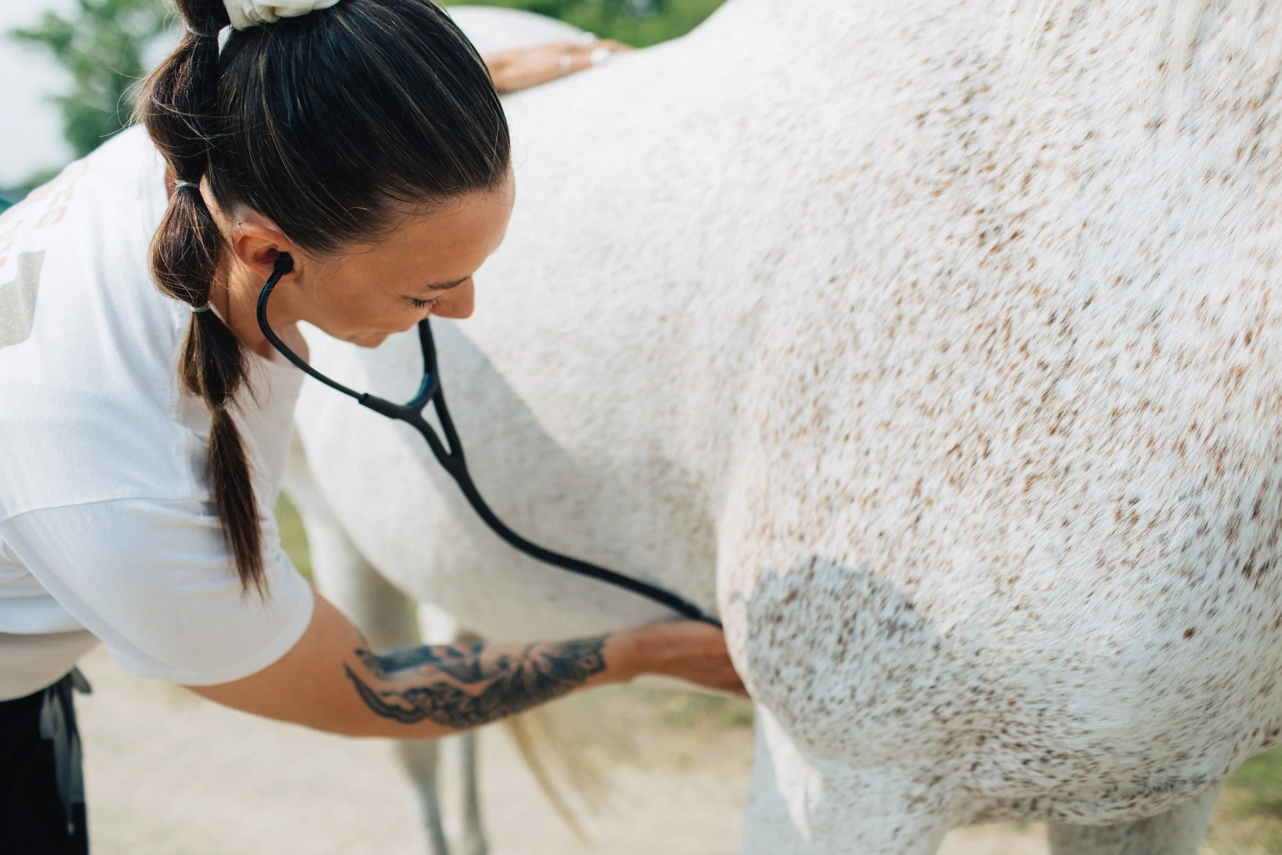 A woman with a stethoscope listens to a white horse's belly at an outdoor location.