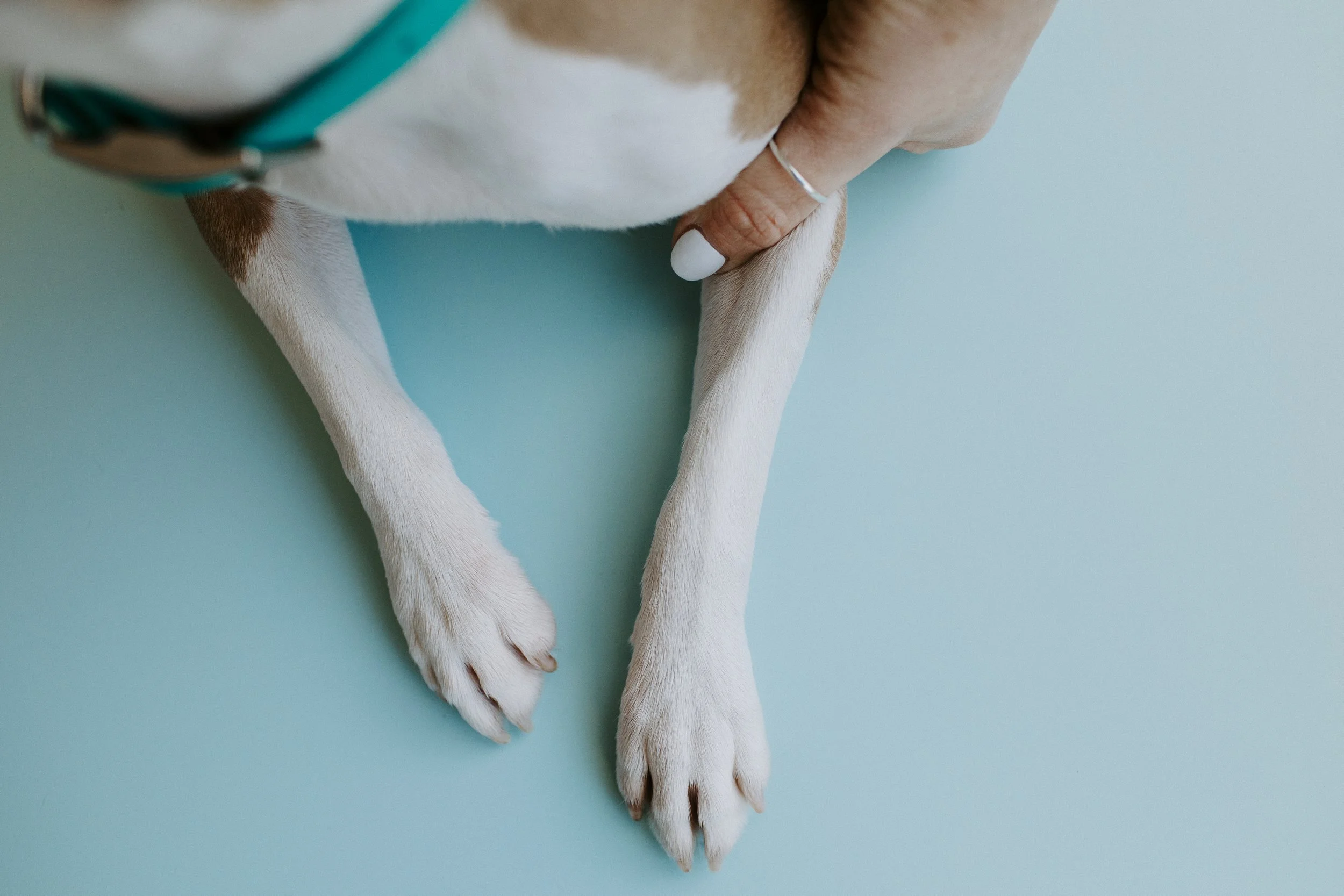 "She's Got a Great Vein!" (not anymore)