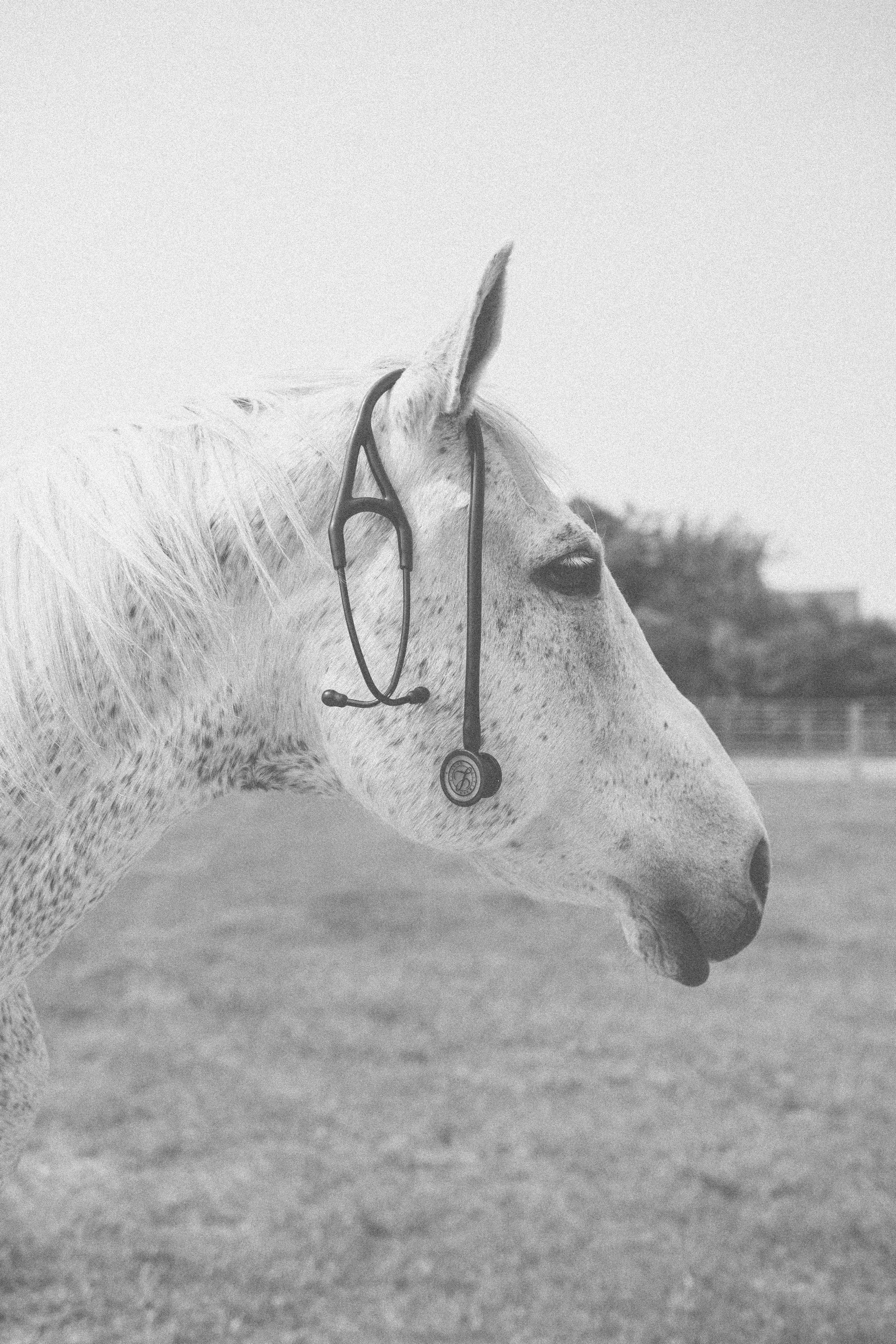 Hold Your Horses I'm Listening