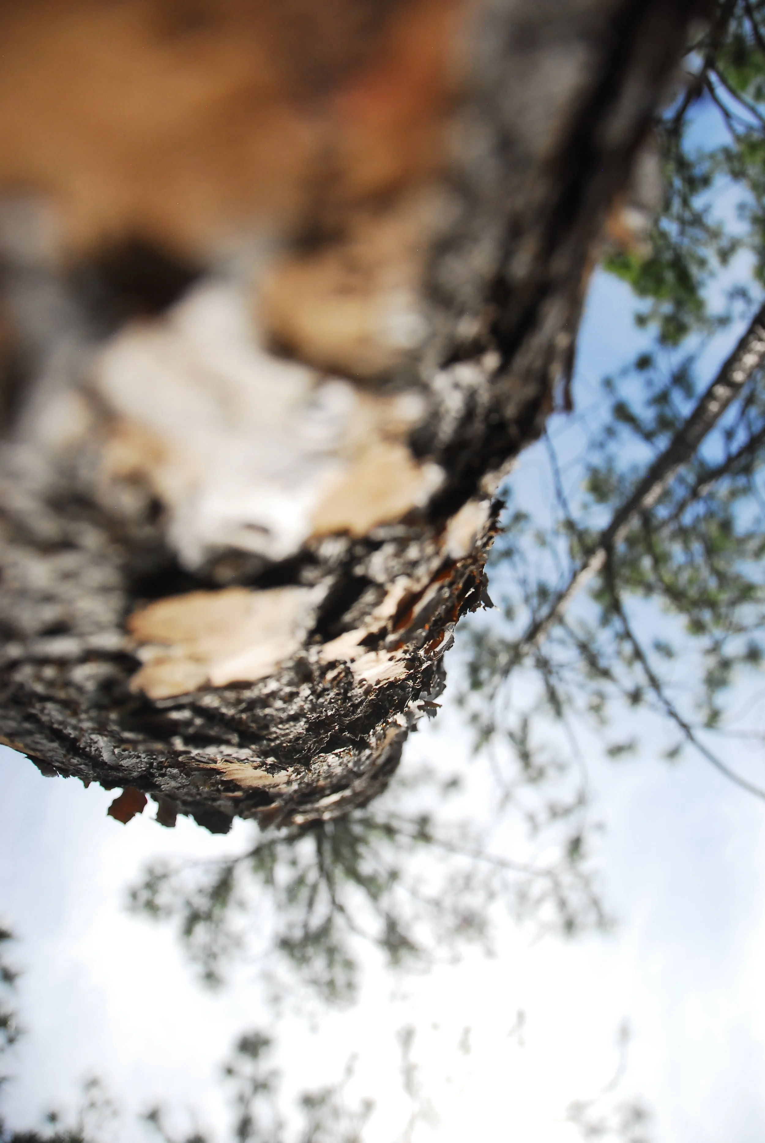 Close-up of tree bark on a trunk with branches and leaves in the background.