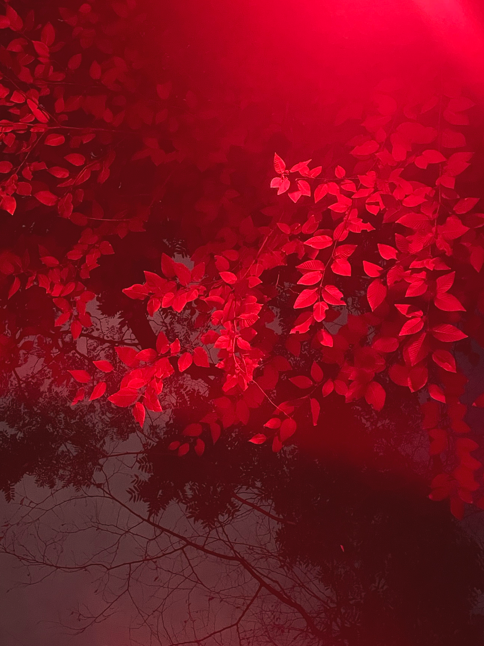 Foreshadow - 
Fujifilm Instax Hybrid 
Madam X, NYC,  ( Summer 2021)