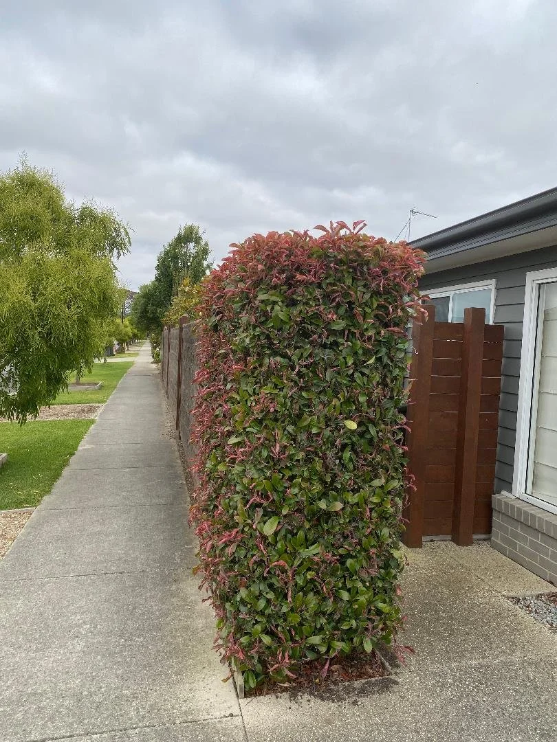 A tall, neatly trimmed hedge along a sidewalk next to a gray house with a dark brown wooden fence and a brick foundation, under a cloudy sky.