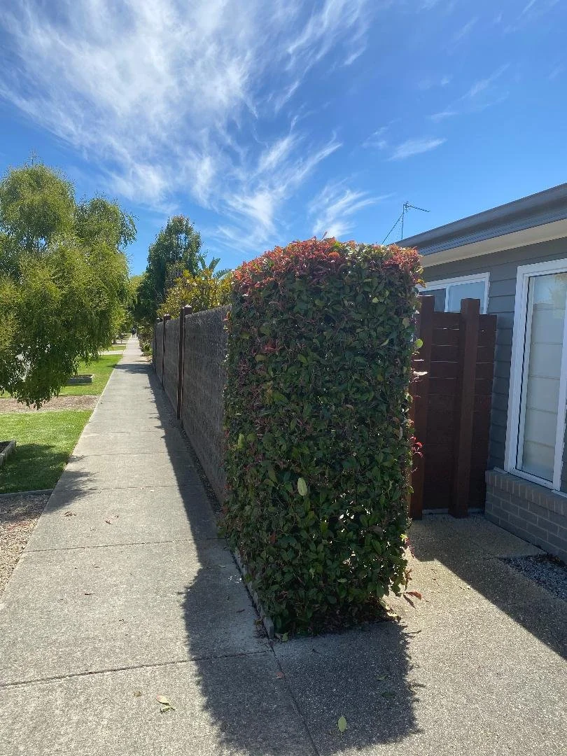 A sidewalk beside a residential house with a tall, trimmed hedge and some trees, under a bright blue sky with wispy clouds.