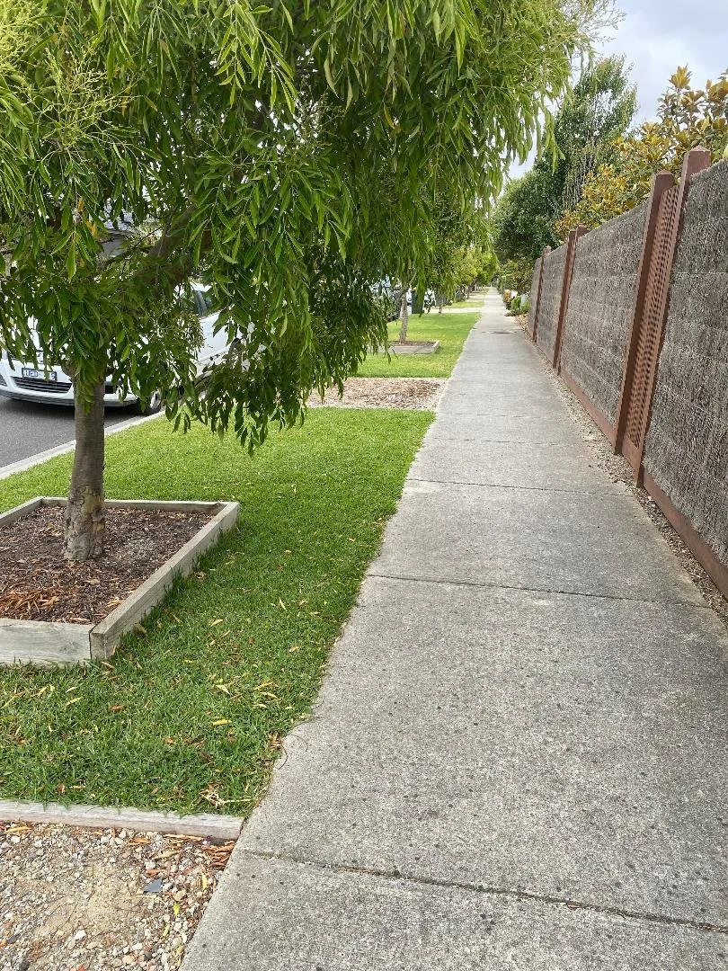 Empty sidewalk along a residential street, with trees and a fence on the right, parked cars on the left, and grass, with overcast sky.
