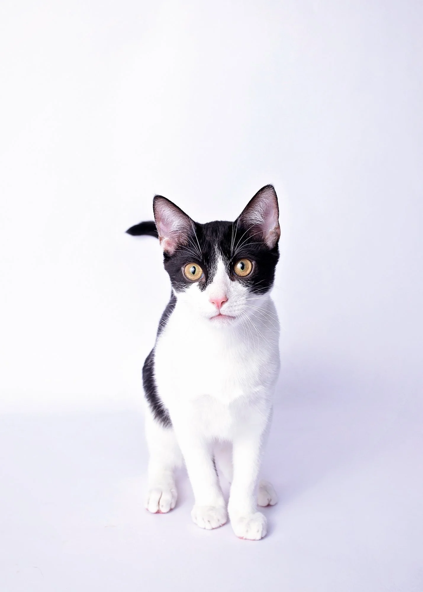 A black and white cat with yellow eyes standing on a white surface against a plain white background.