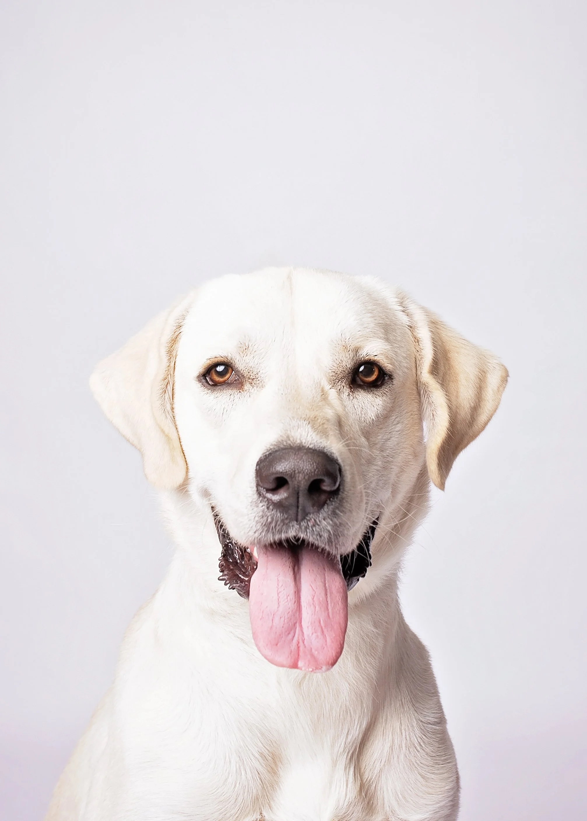 A happy yellow Labrador Retriever with its tongue out, looking at the camera against a plain white background.