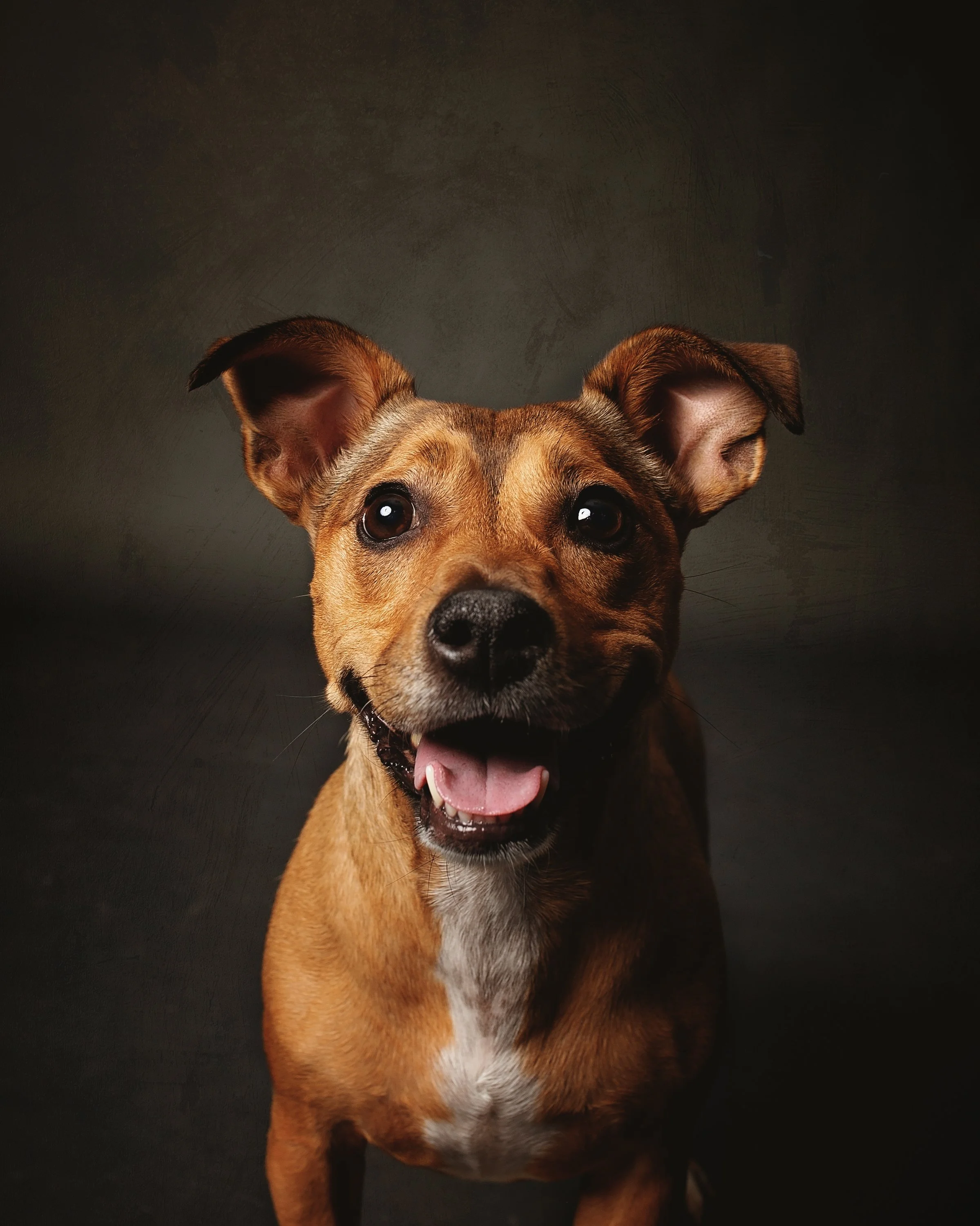 A joyful brown dog with large ears and a white patch on its chest, looking up with a happy expression, set against a dark background.