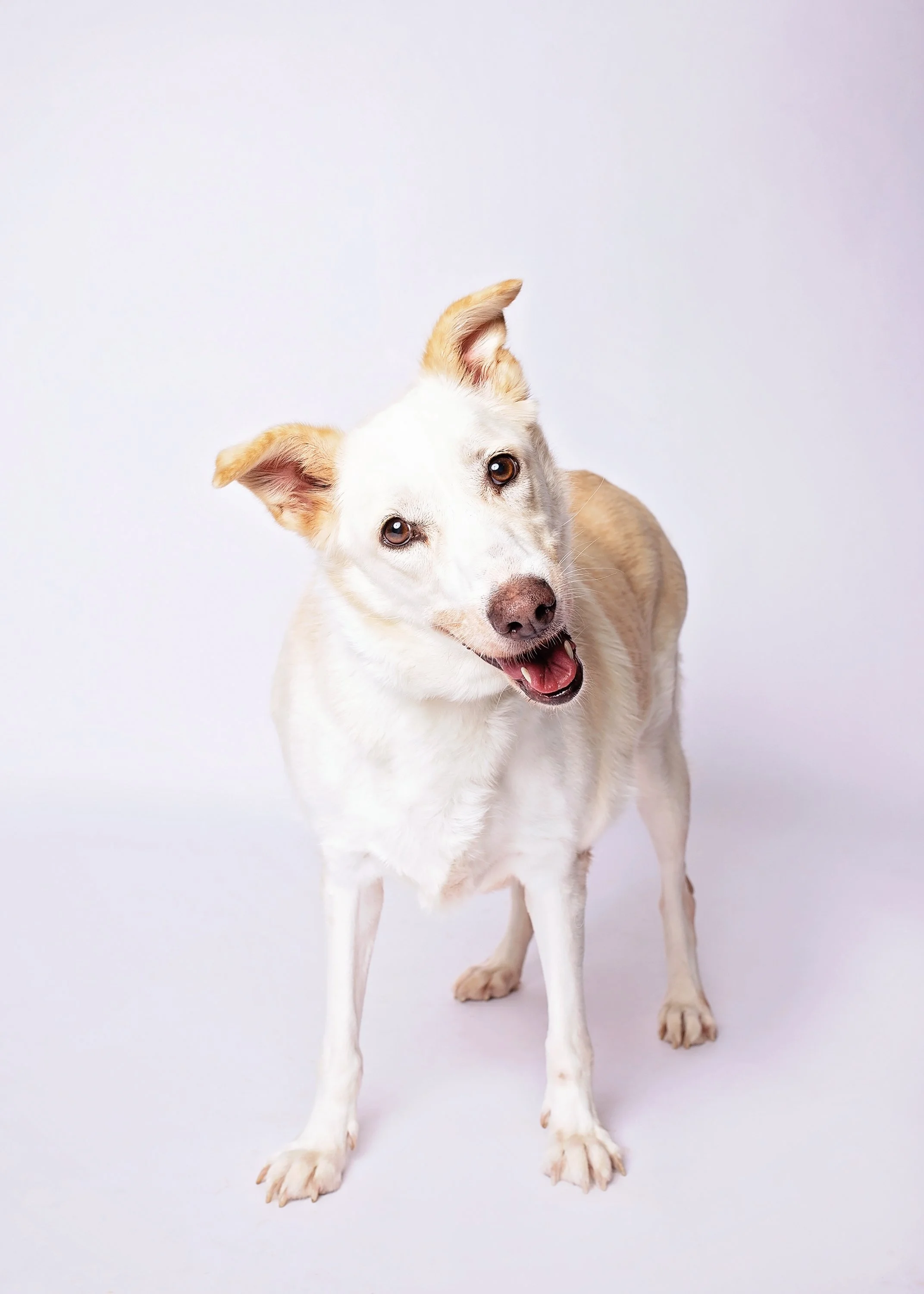 A happy, light-colored dog with one ear flopped over, standing against a plain white background.