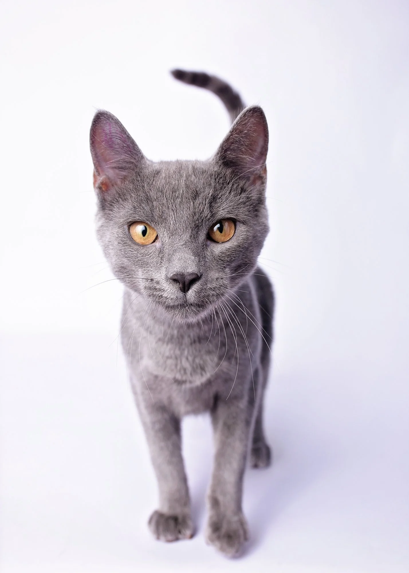 A gray cat with yellow eyes walking toward the camera, with a white background.
