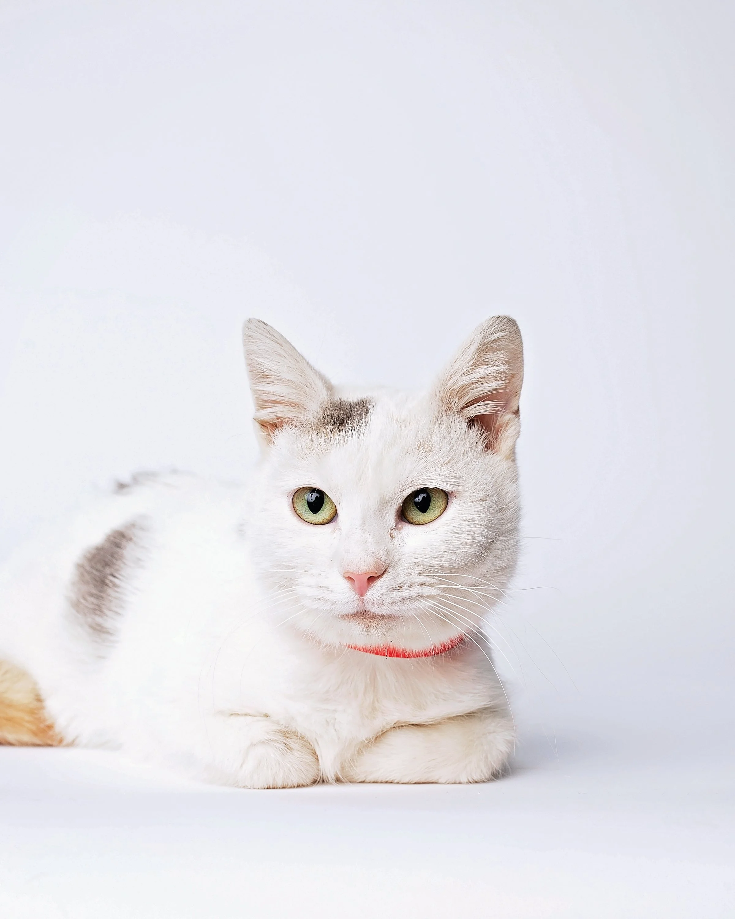 White cat with gray markings resting on a white surface, wearing a pink collar, facing forward with green eyes.