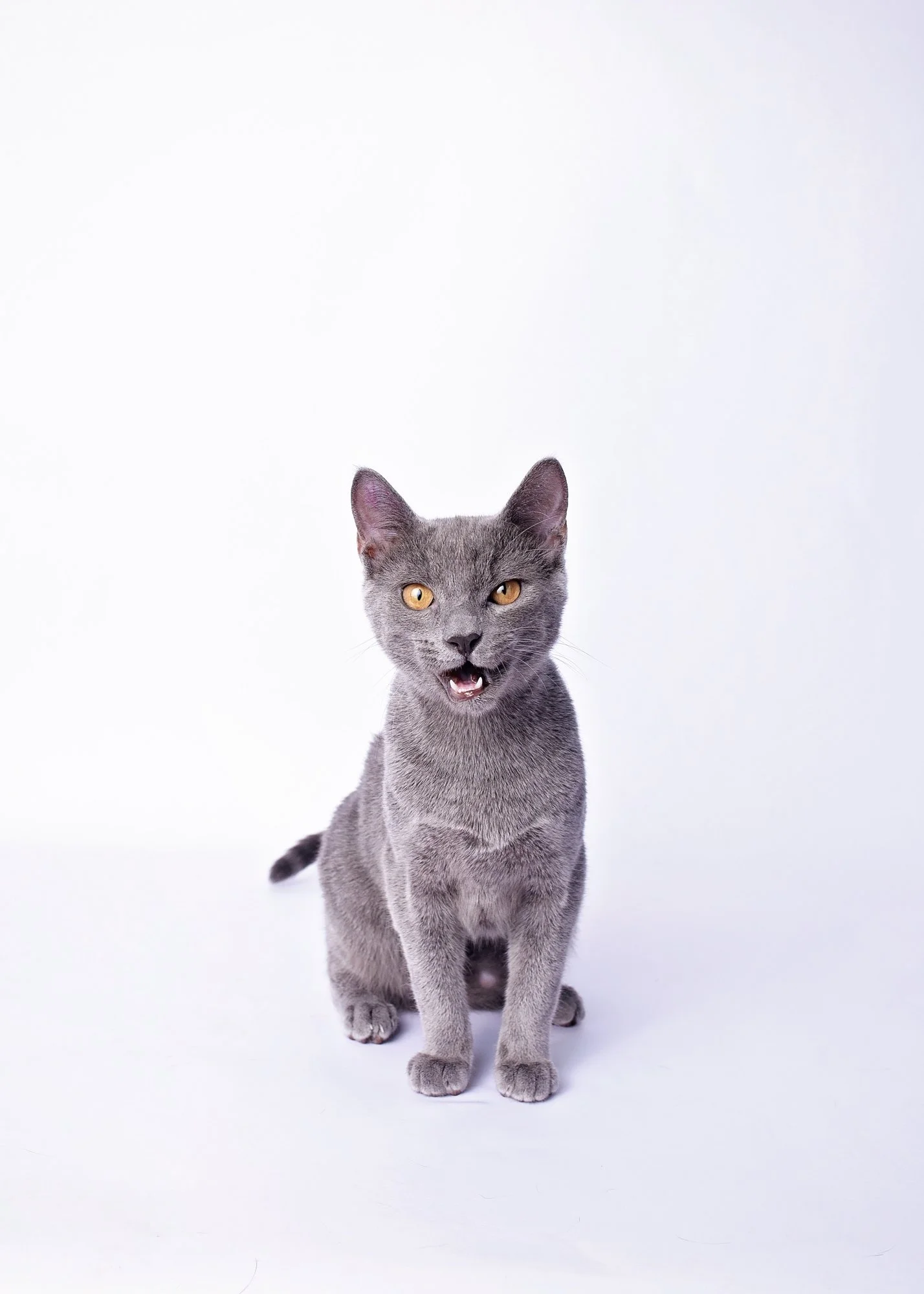 Gray cat with yellow eyes and open mouth, sitting against a plain white background.