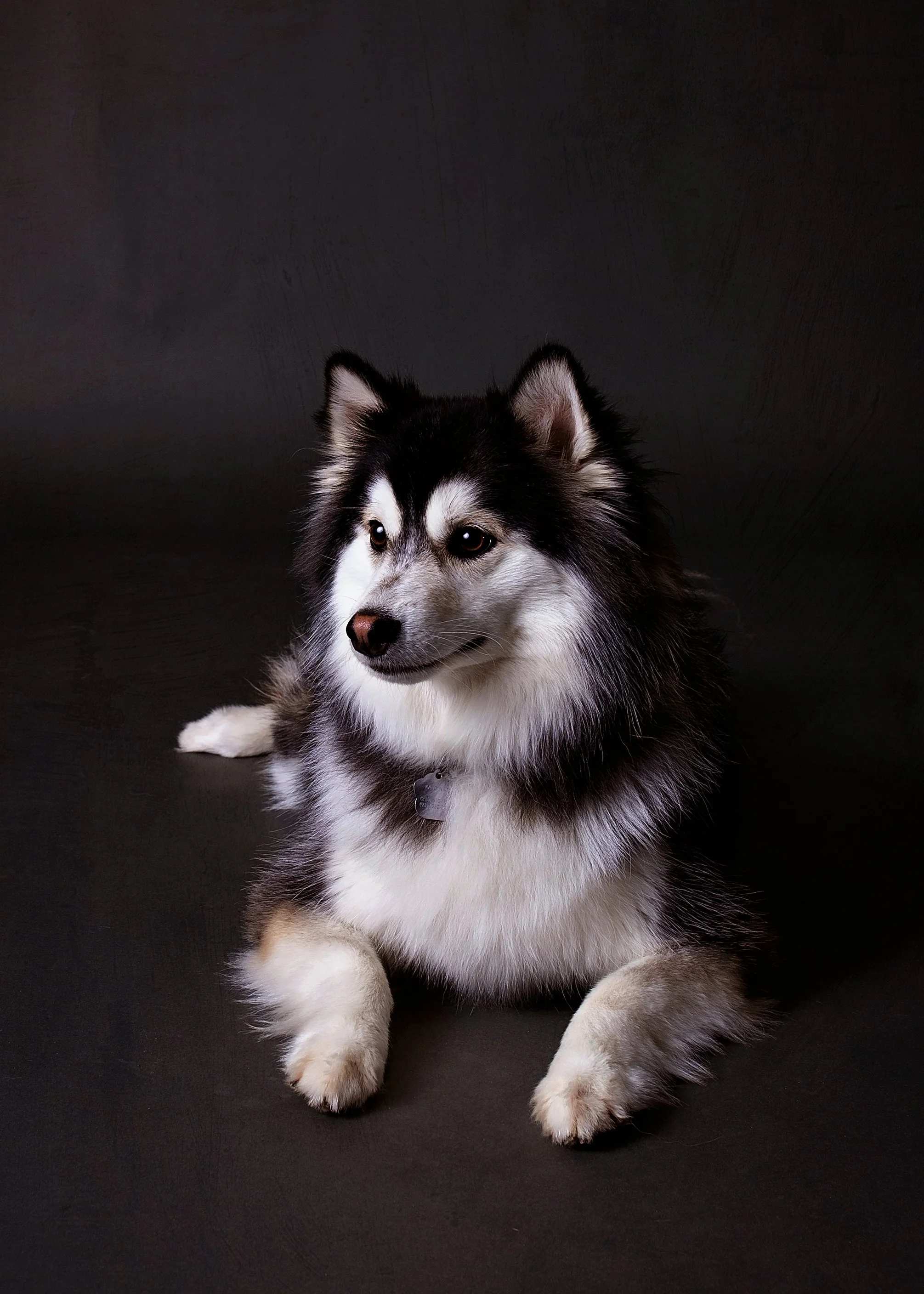 A black and white Siberian Husky dog lying on a dark surface against a dark background.