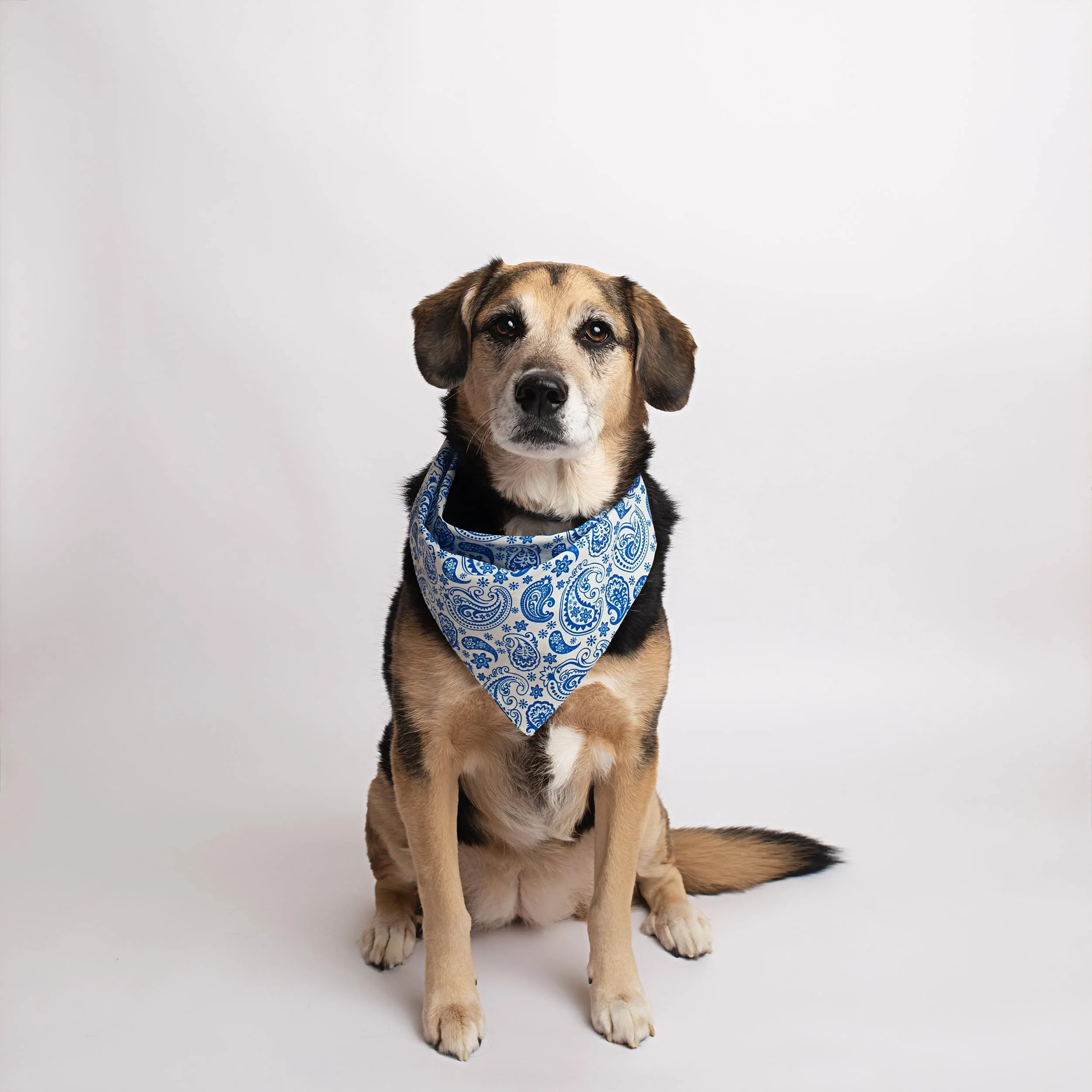 A dog with a blue paisley bandana sitting against a plain white background.