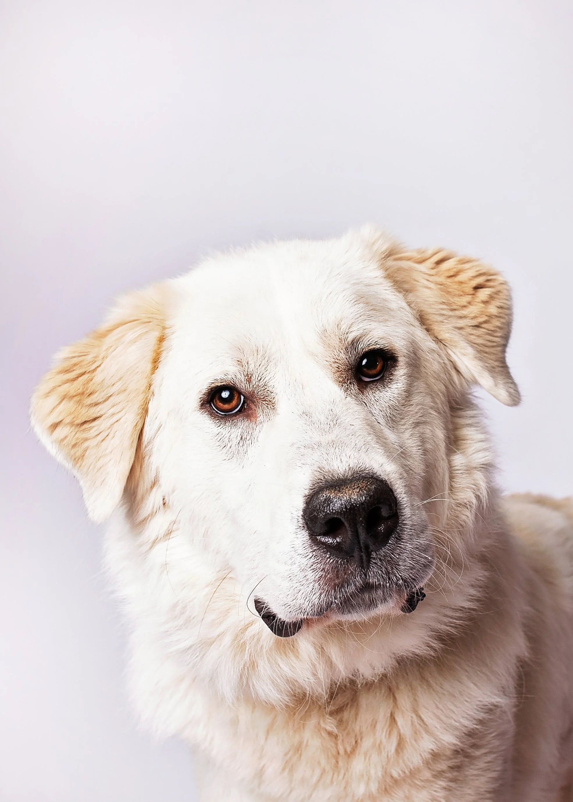 Close-up of a large, fluffy white dog with light brown ears and expressive brown eyes, facing forward against a plain light background.