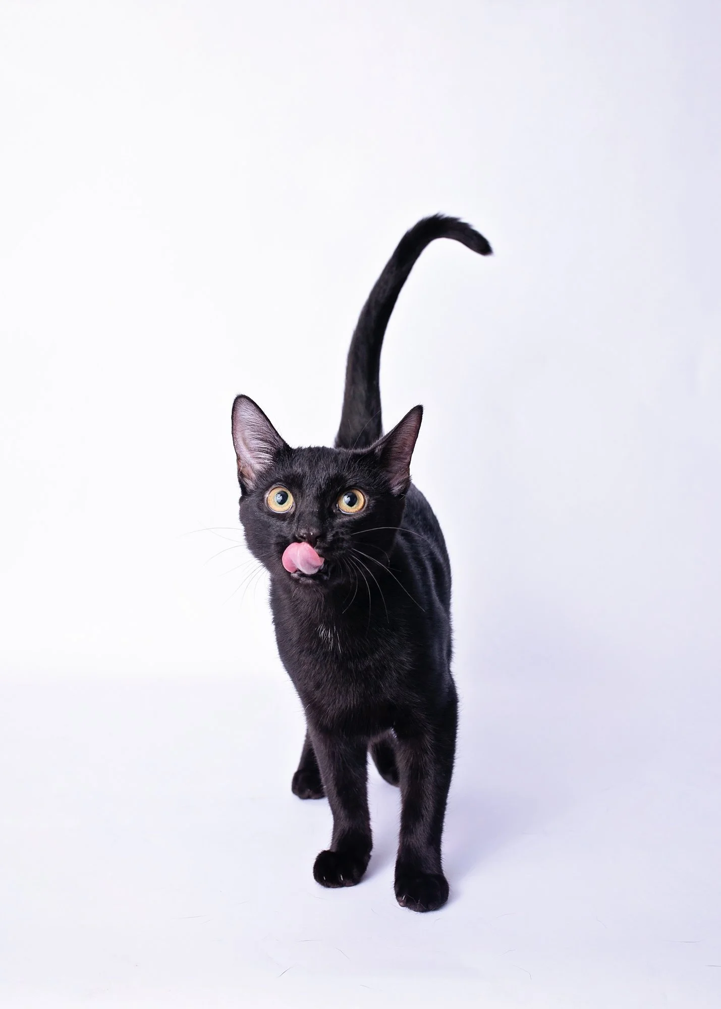 Black cat with yellow eyes licking its nose, standing on a white background.