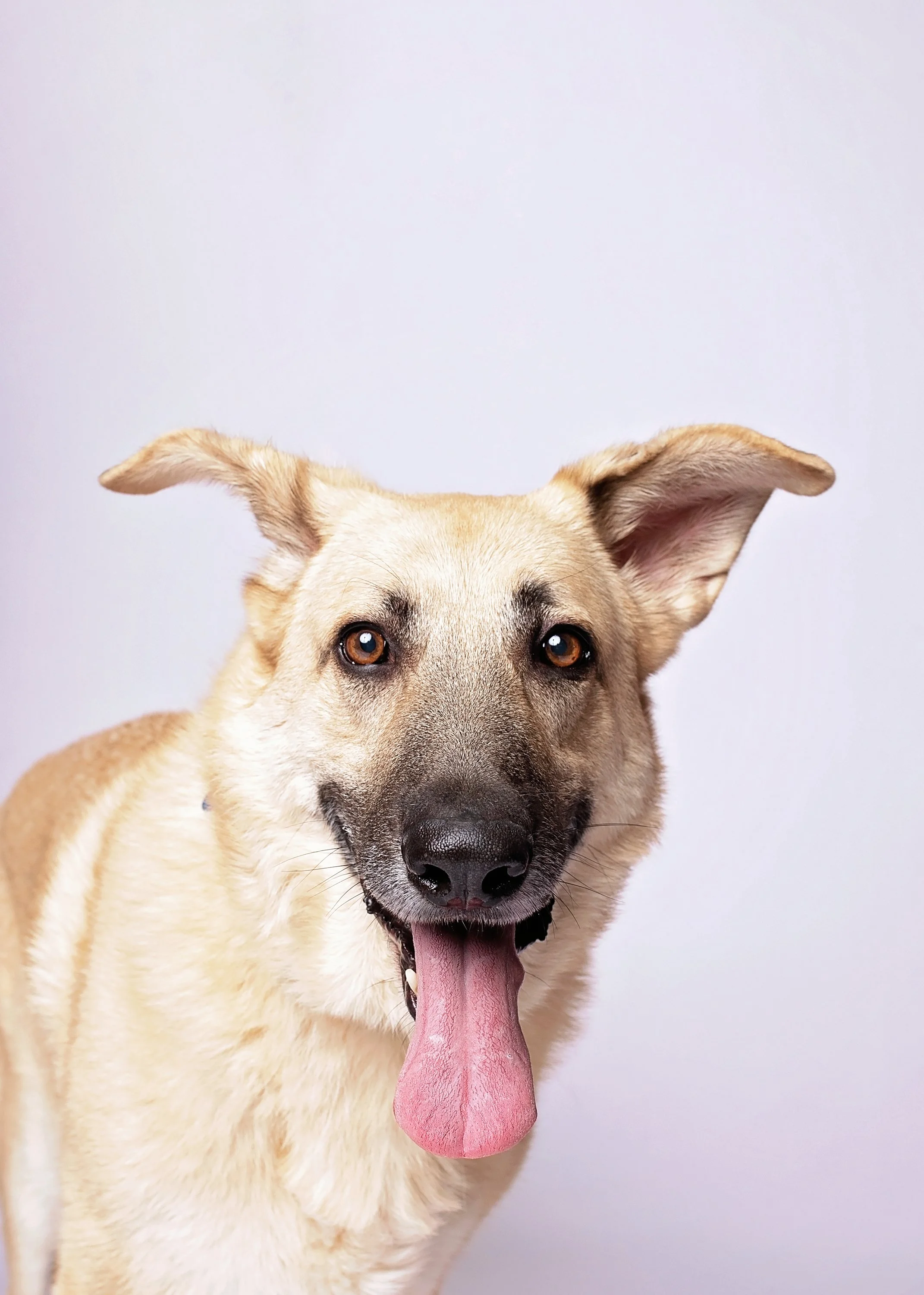 A shepherd mix dog with one ear flopped over and the other upright, showing a happy expression with tongue out, against a plain white background.