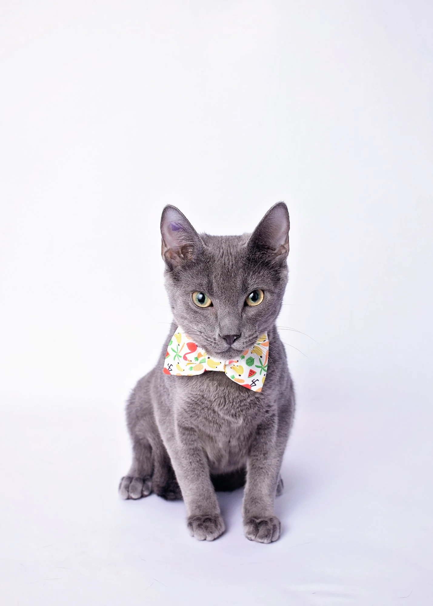 Gray cat wearing a colorful patterned bow tie sitting against a plain white background.