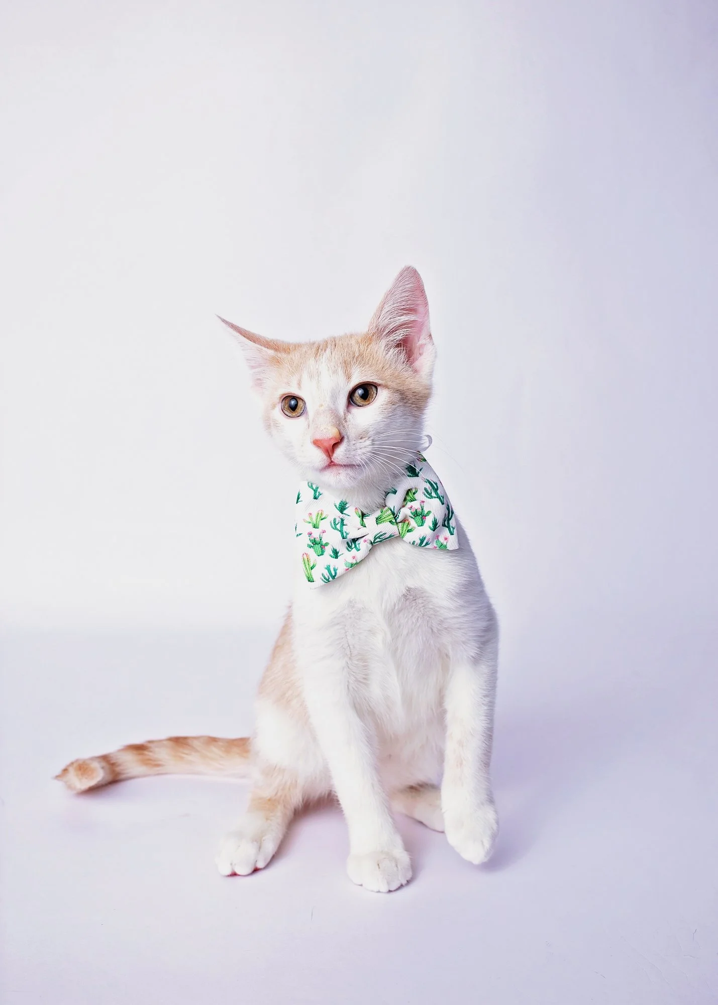 A kitten with light orange and white fur, wearing a green cactus-themed bow tie, sitting on a white surface against a plain white background.