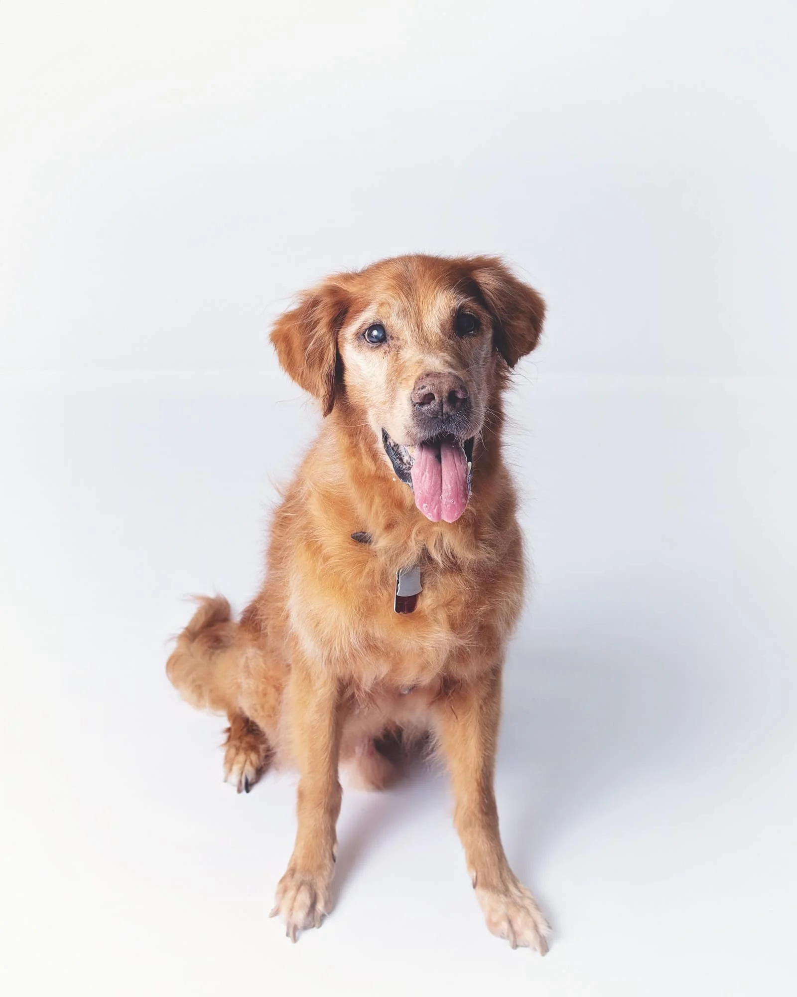 An older golden retriever sitting on a white background, with its tongue out.
