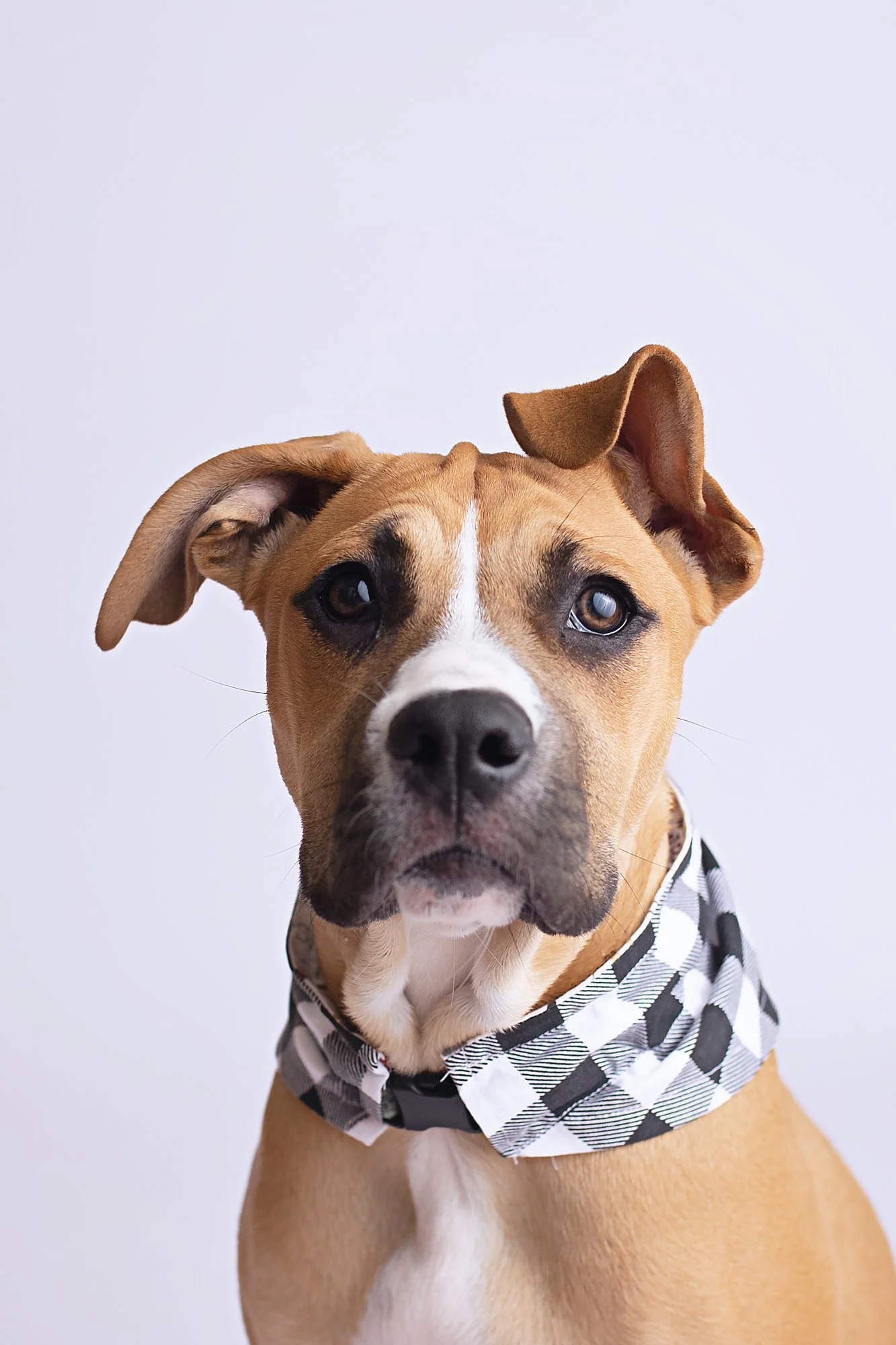 A brown and white dog with heterochromia, one blue eye and one brown eye, wearing a black and white checkered bandana against a plain white background.