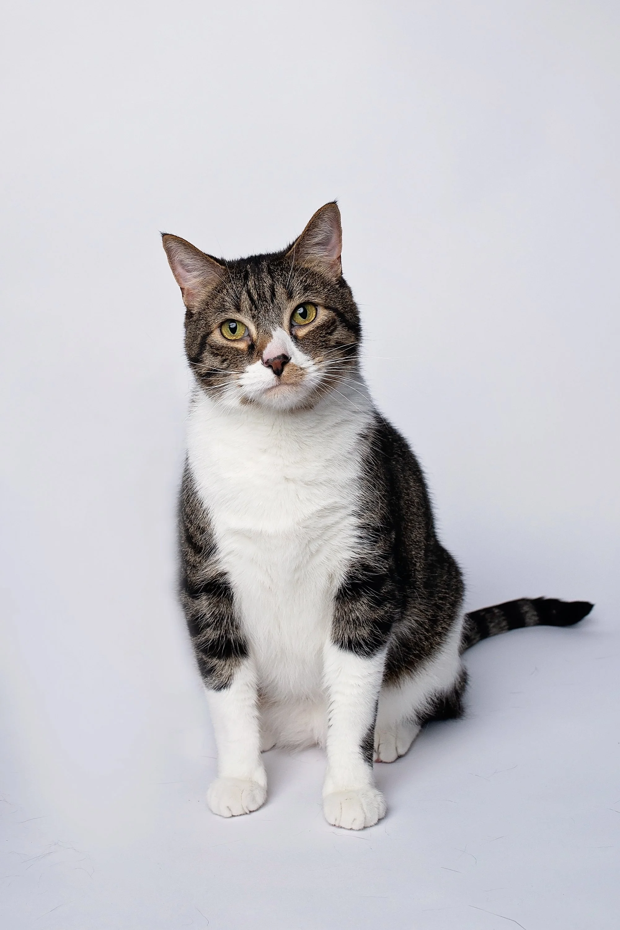 A tabby cat with white paws and chest sitting on a white surface against a white background, looking at the camera.