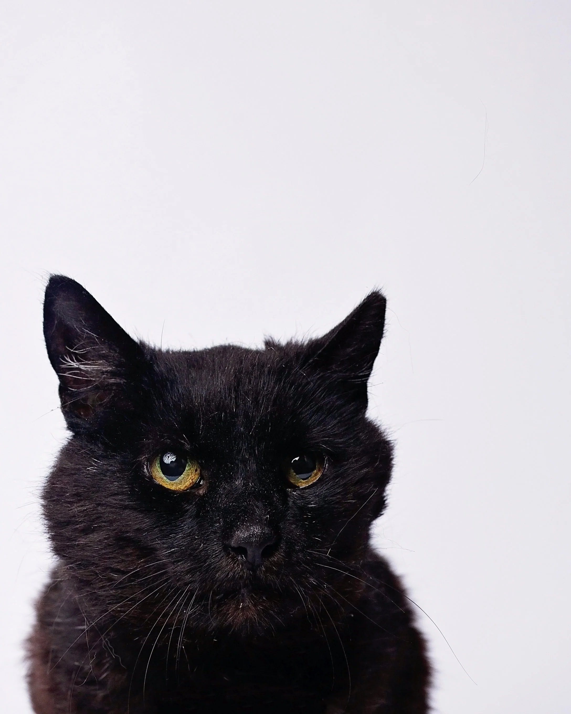 Close-up of a black cat with green eyes against a plain white background.