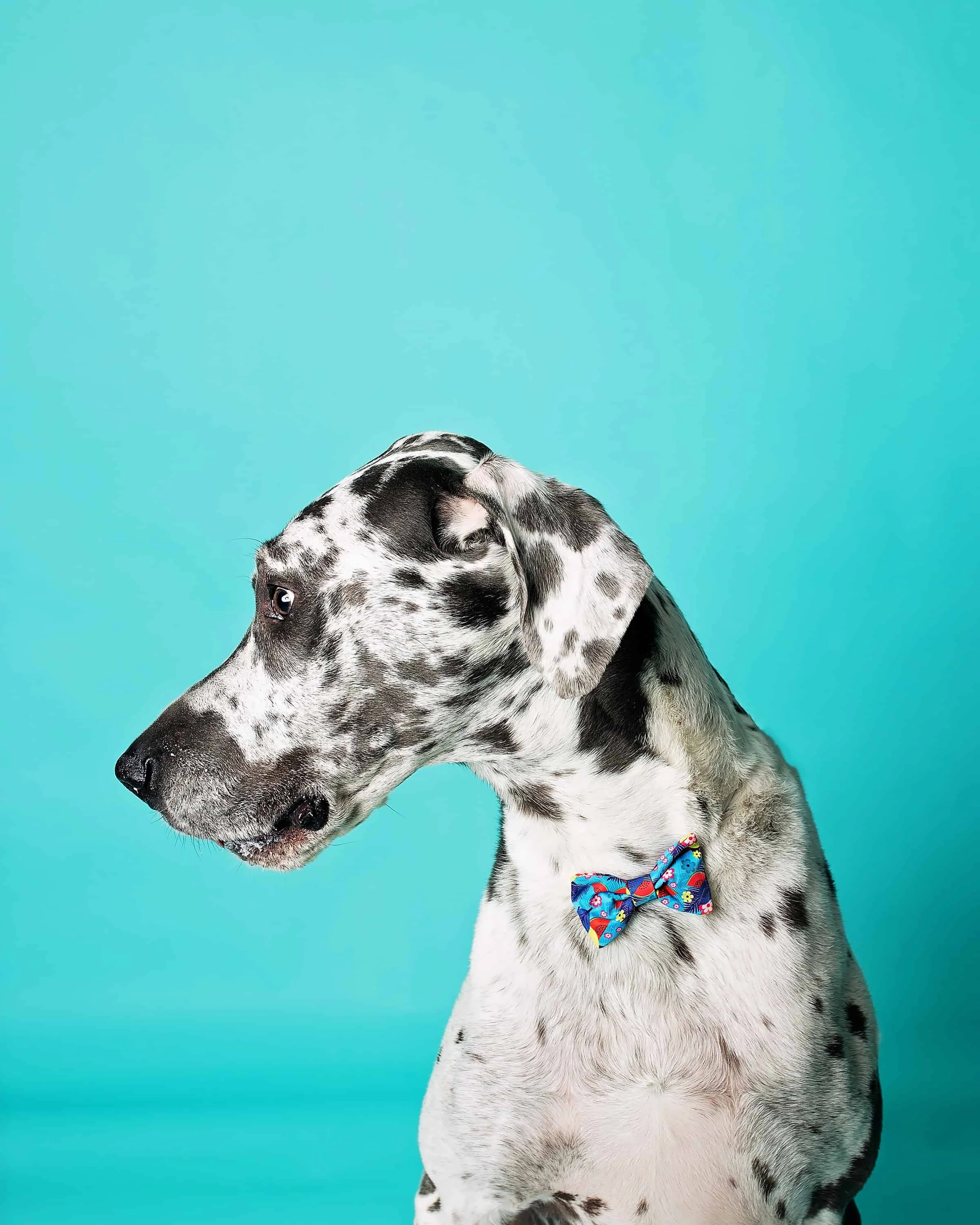 A harlequin great dane dog wearing a colorful bow tie, facing to the left, against a blue background.