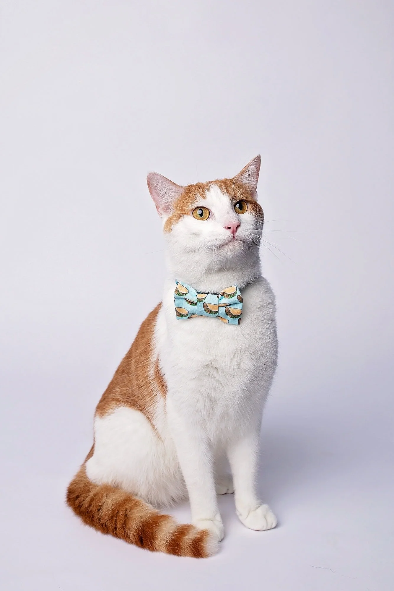 A white and orange cat wearing a bow tie with a bird pattern, sitting against a plain background.