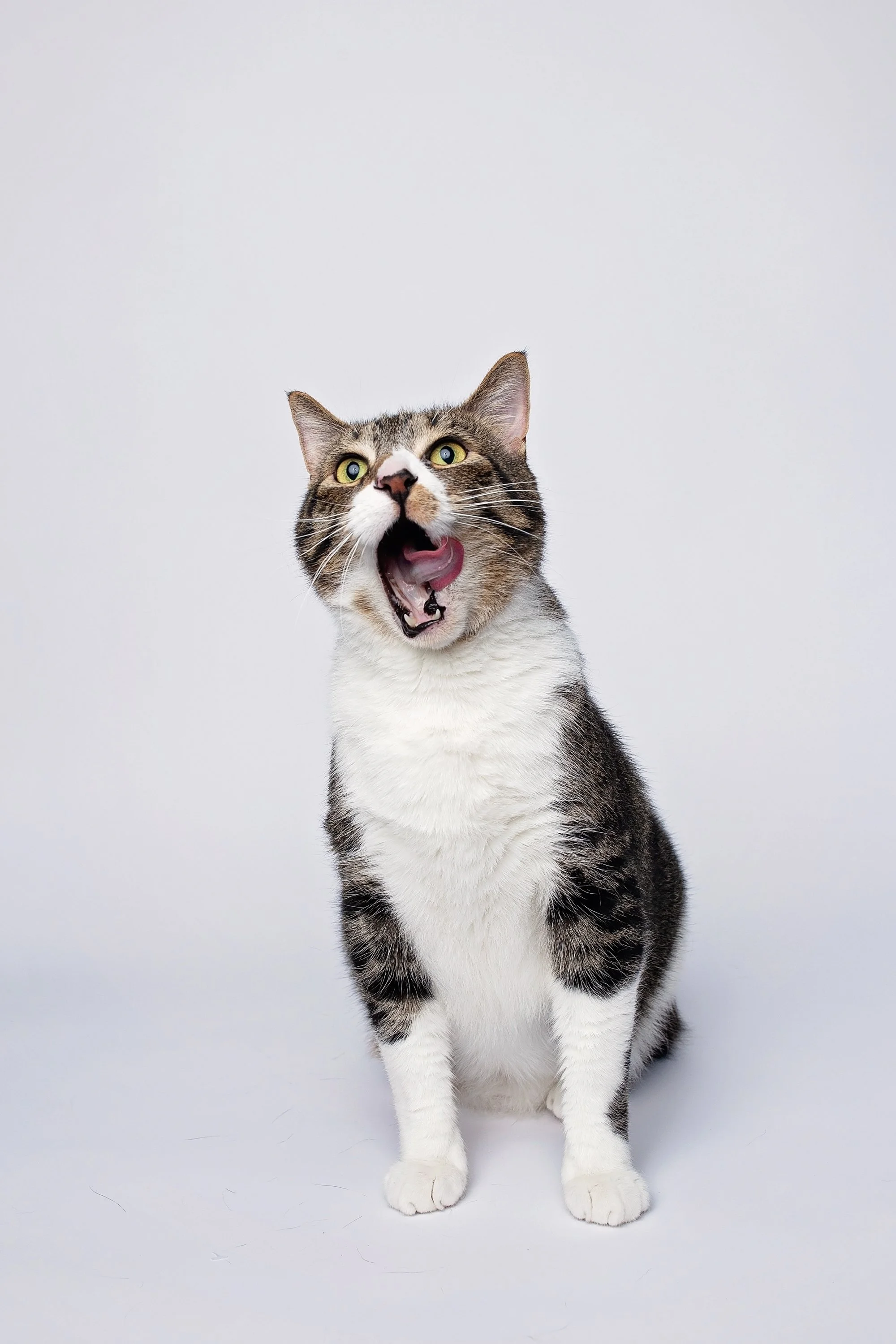 A cat sitting on a white background with its mouth open and tongue out.