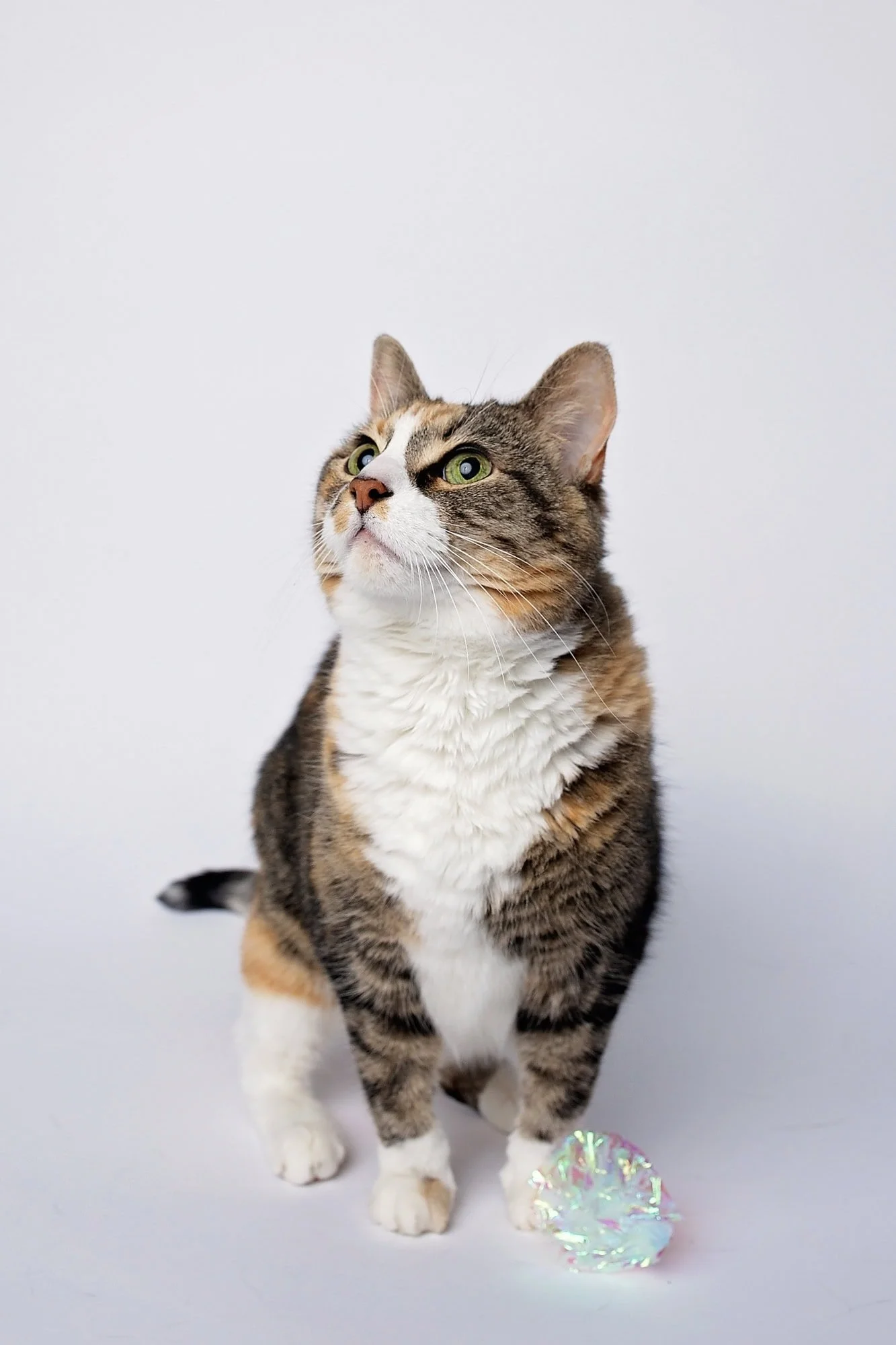 A tabby cat with white chest and paws sitting on a white surface, looking upwards, with a shiny, iridescent toy at its front.