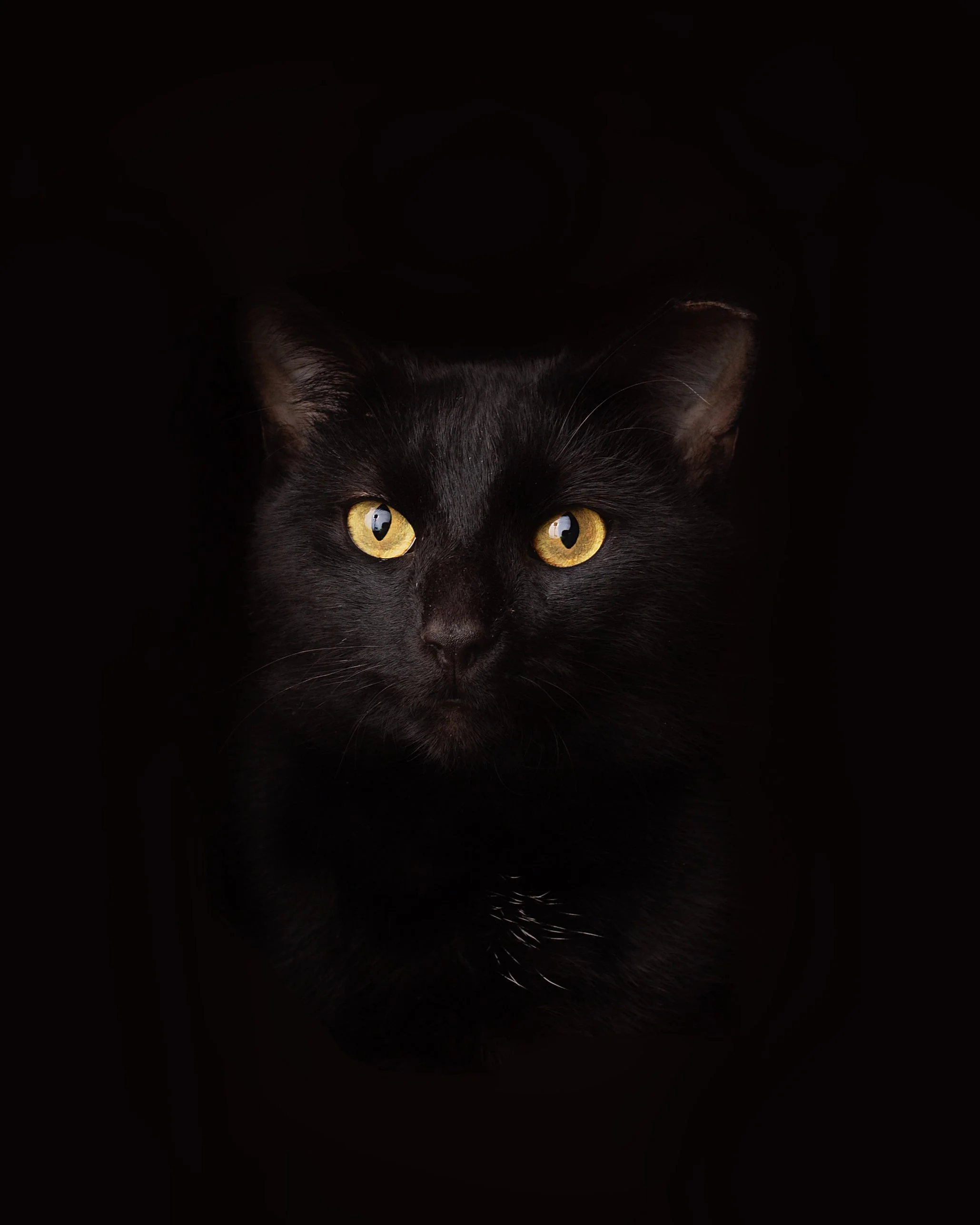 Close-up of a black cat with yellow eyes, with a dark background.