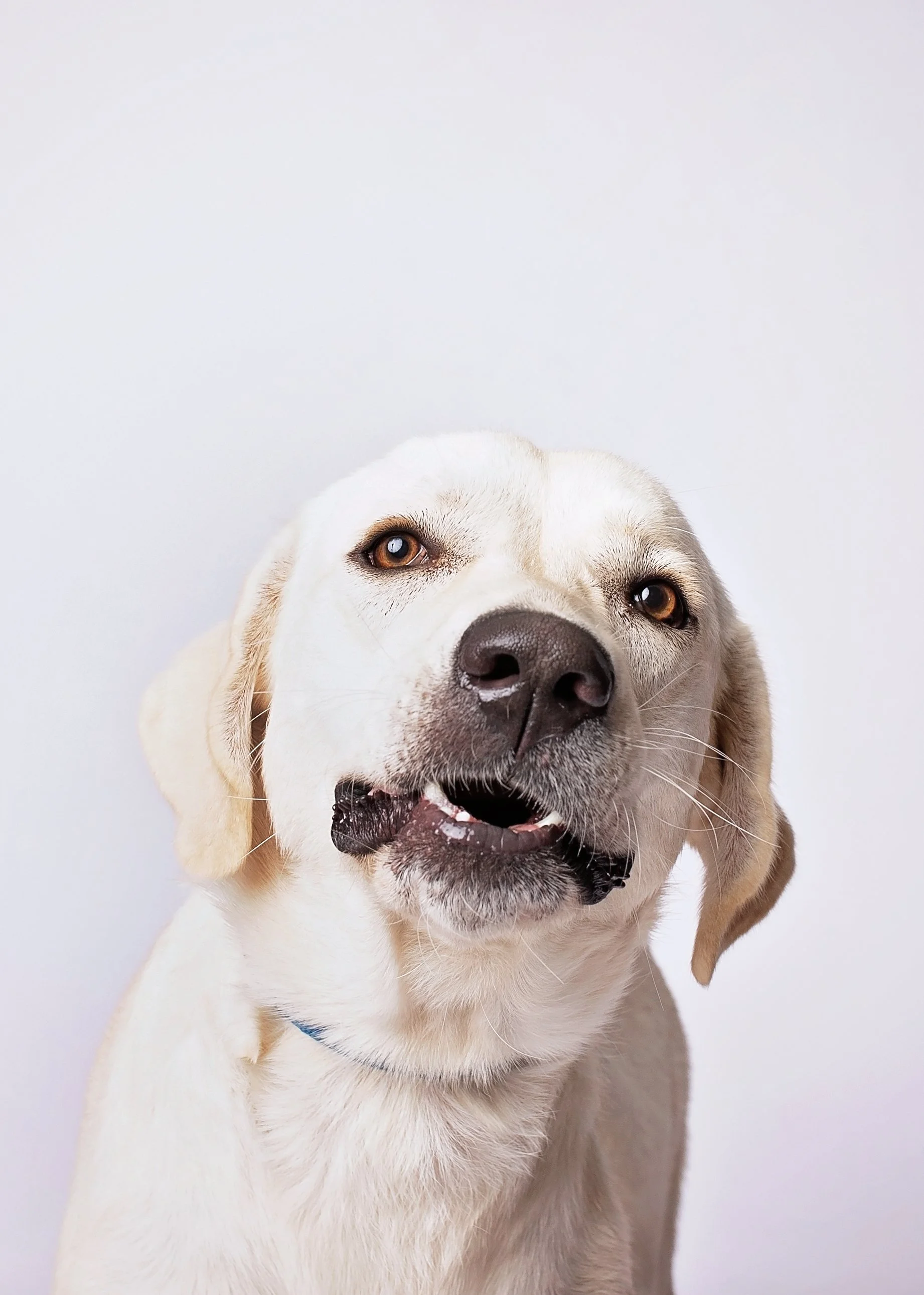 Close-up of a happy pyrenees Labrador retriever mix with an open mouth and a friendly expression against a white background.