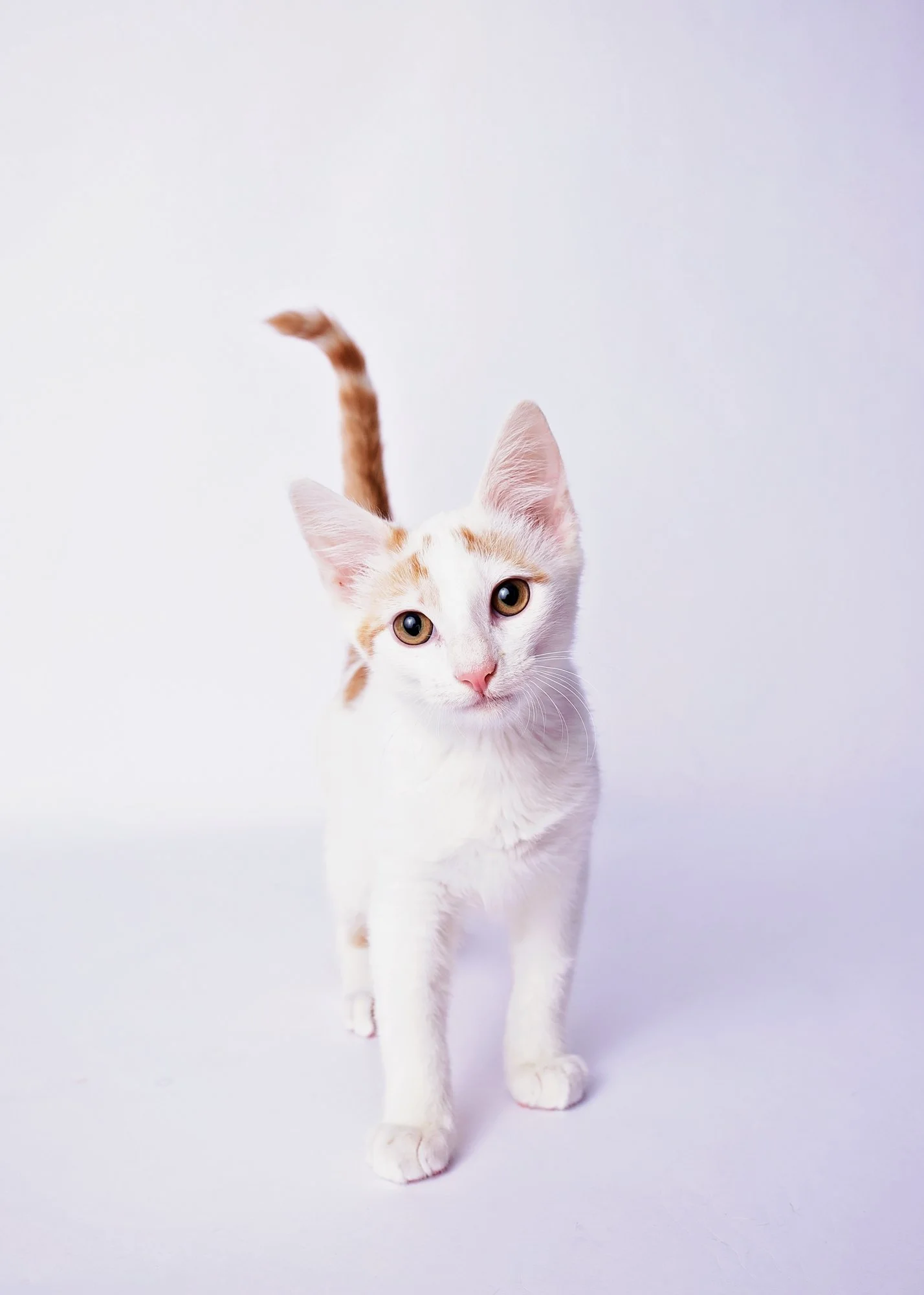 A white cat with orange markings standing on a plain white background, looking directly at the camera.
