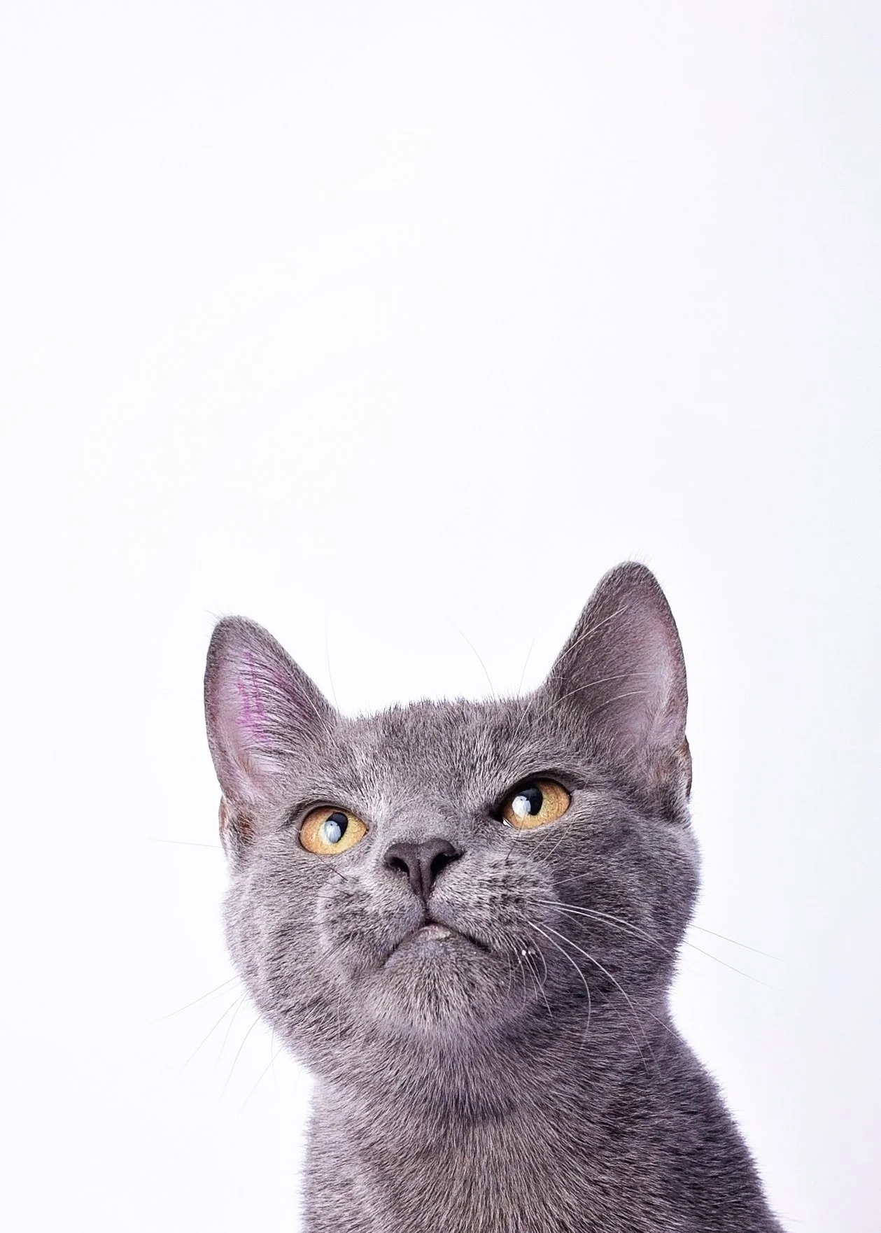 Close-up of a gray cat with yellow eyes looking upwards against a white background.