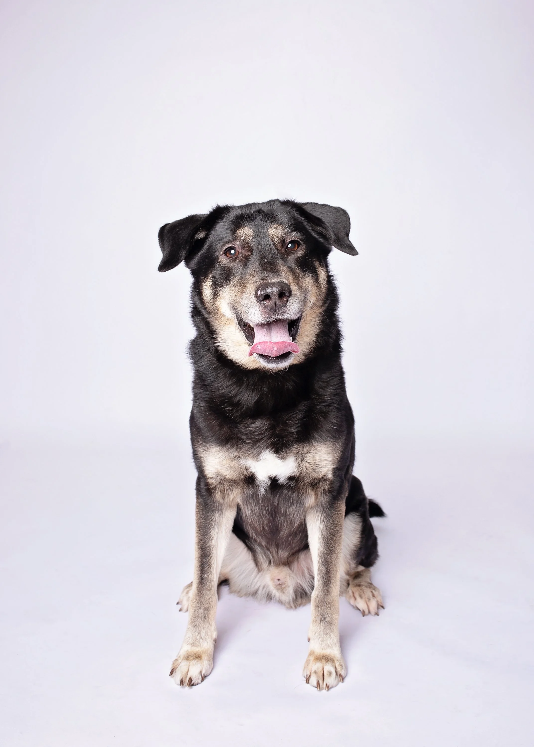 A happy, black and tan dog sitting on a white background with its tongue out.